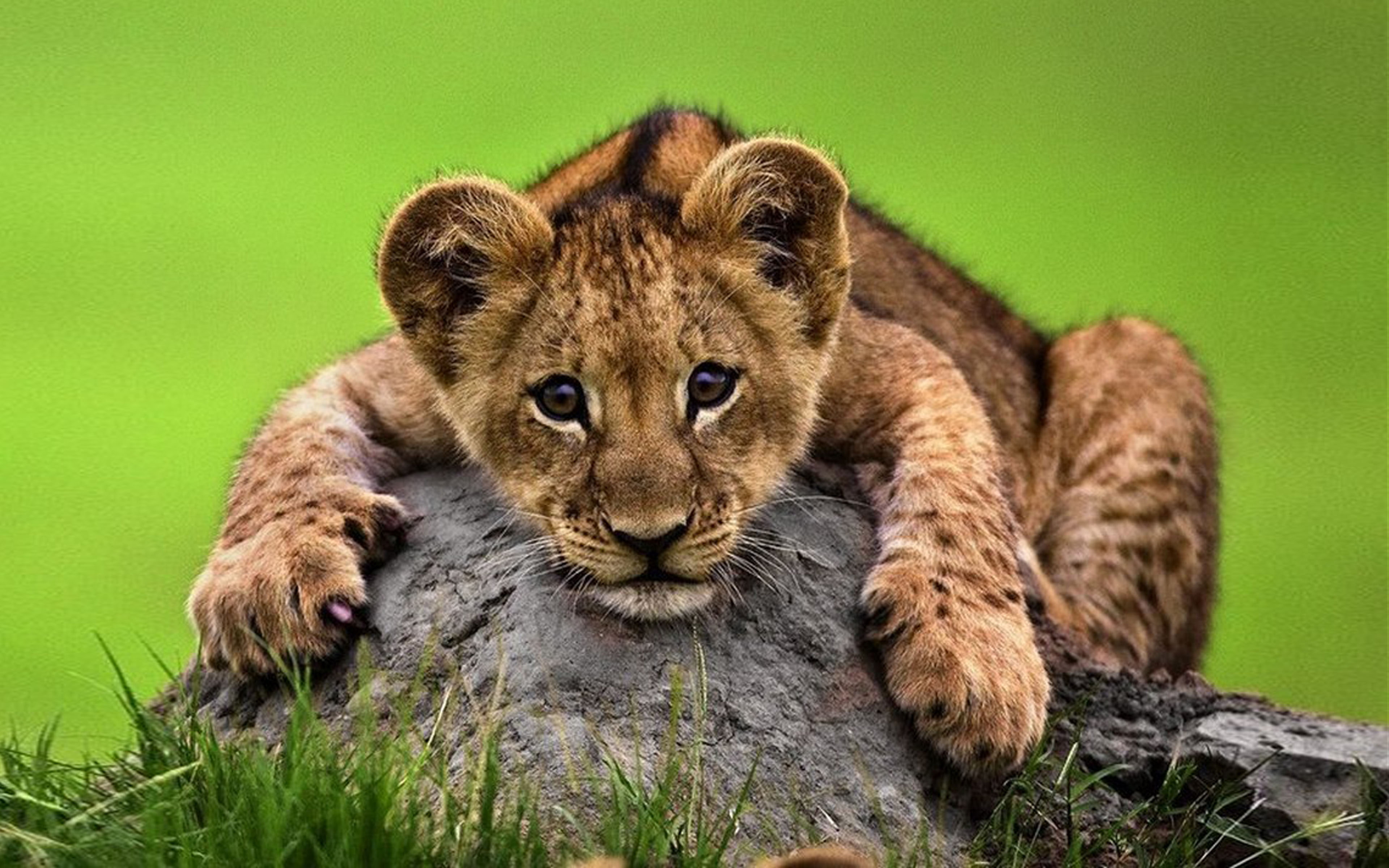 4K, young, rock, lion, lying, desktop, hd, cute, HD Wallpaper