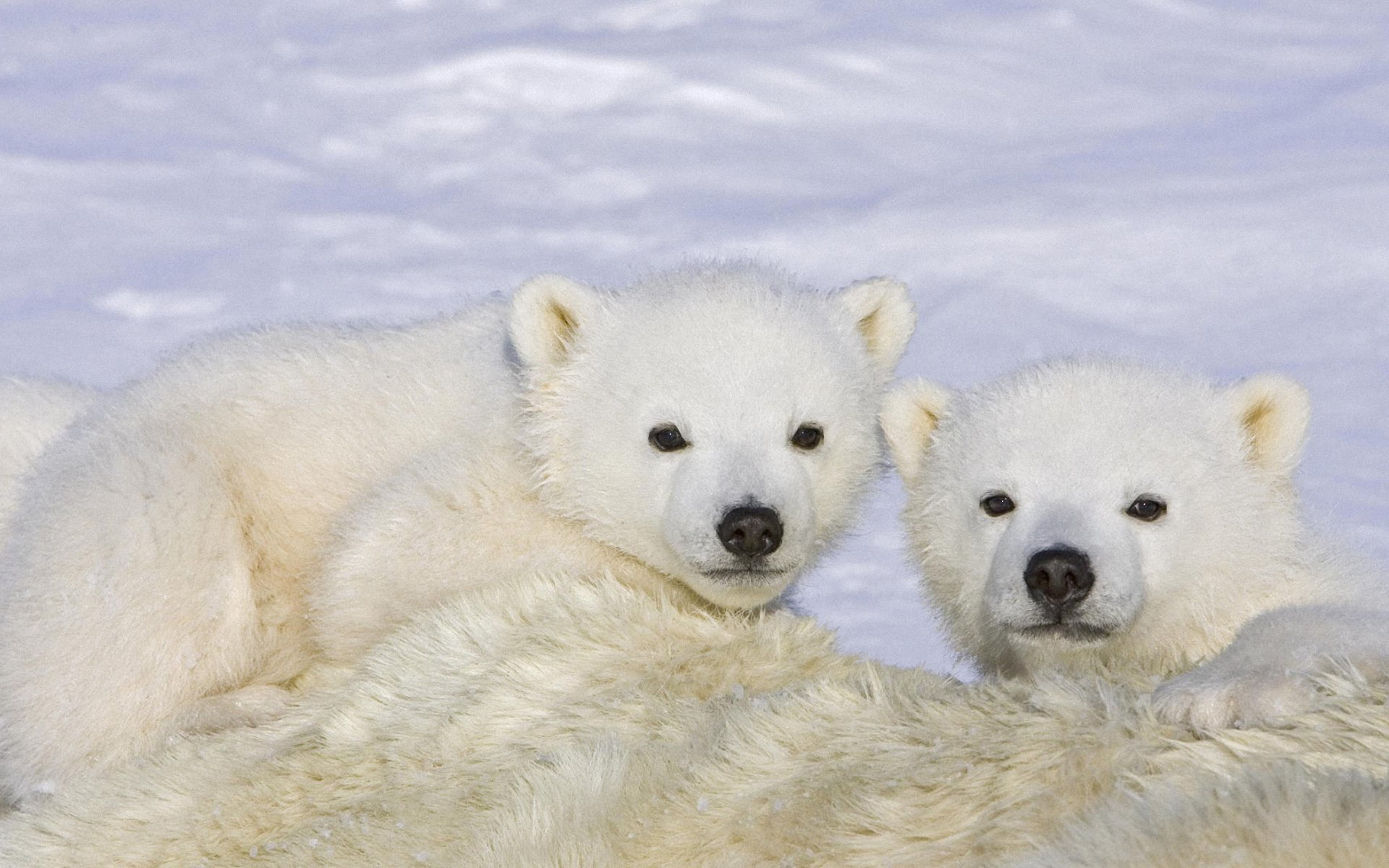 looking at camera, animal themes, no people, nature, animal family, two animals, baby, cute, animal, animals, portrait, togetherness, cold temperature, HD Wallpaper