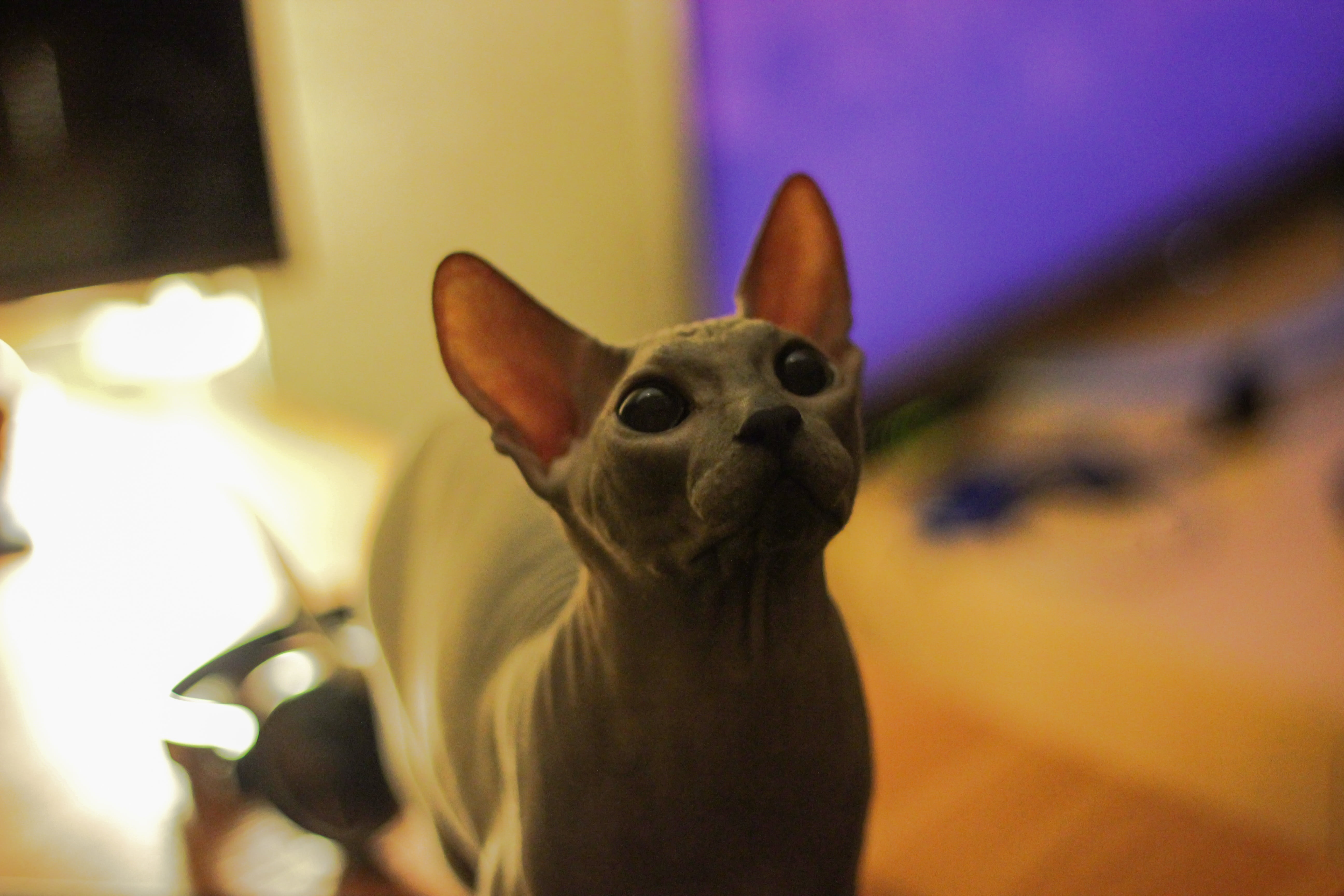 bald, simba, one animal, pets, mammal, boots, macro, sphynx, shot, focus on foreground, animal, cat, domestic animals, 5K, chihuahua - dog, lap dog, fun, HD Wallpaper
