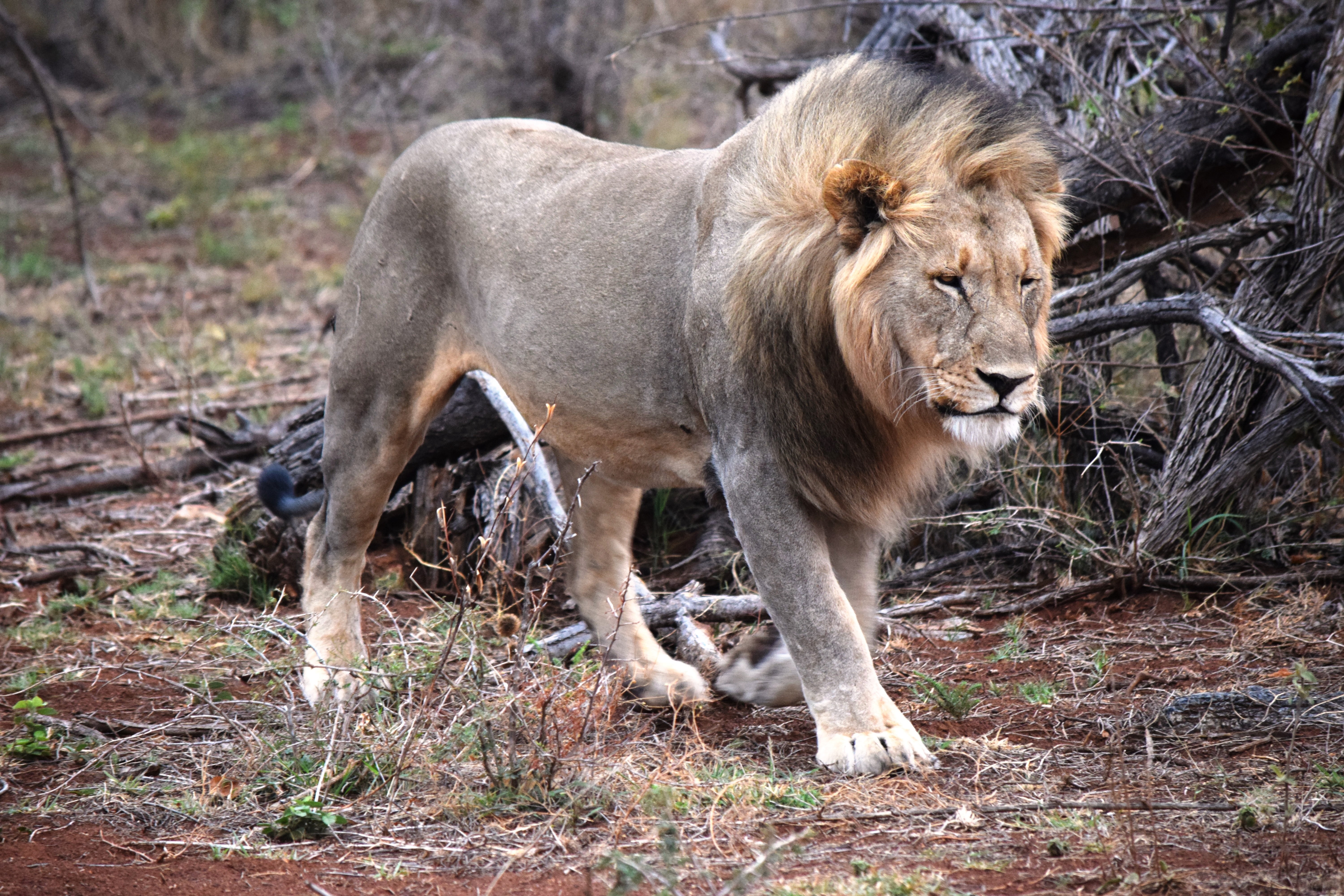 nature, lion, wild, land, animal, one animal, africa, outdoors, log, carnivora, mammal, predator, day, male animal, carnivore, no people, animal themes, HD Wallpaper