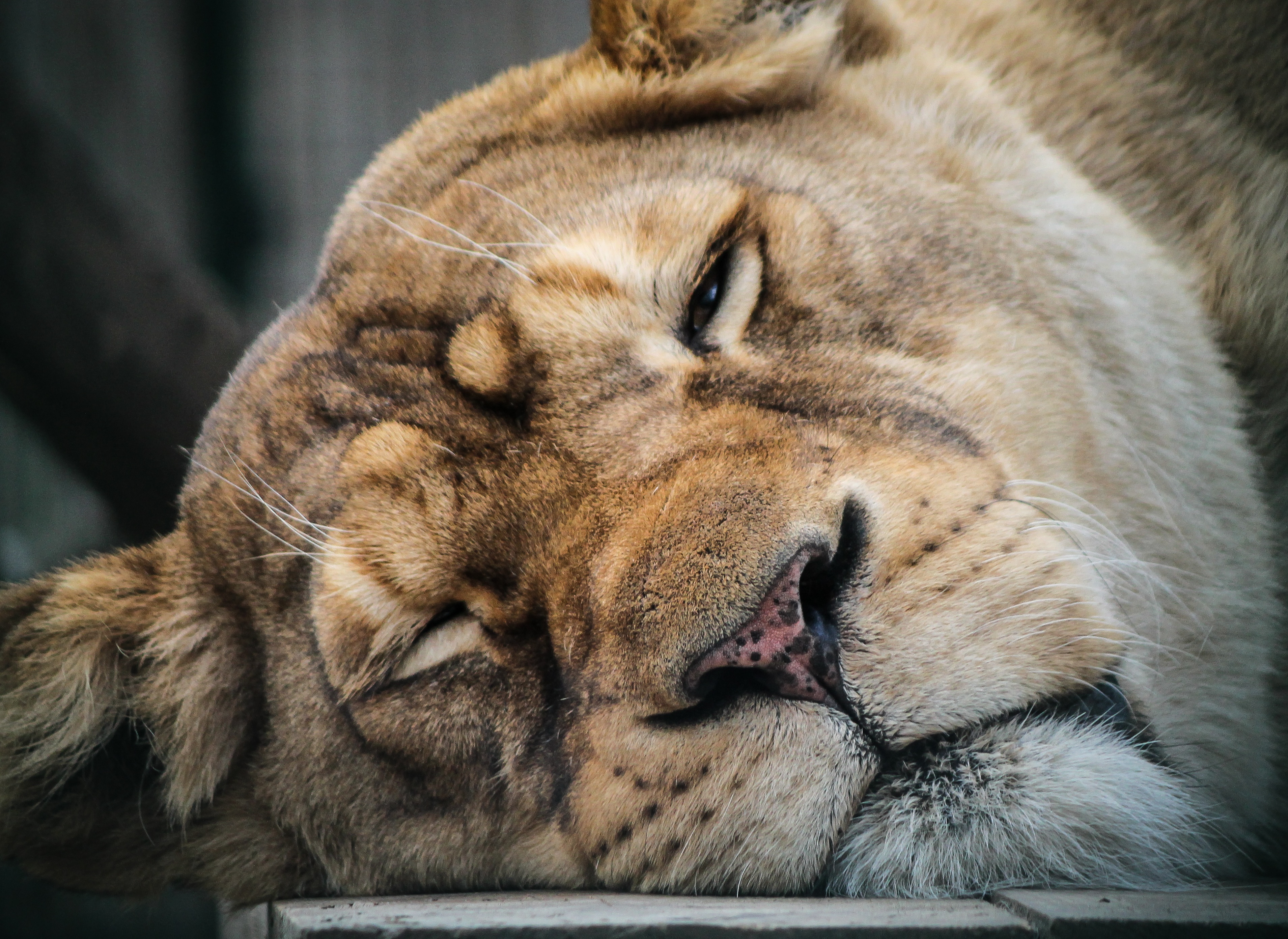 desert, animals, animal body part, one animal, sleep, animals in the wild, rest, regardless of whether the, king of animals, close-up, undomesticated Cat, HD Wallpaper