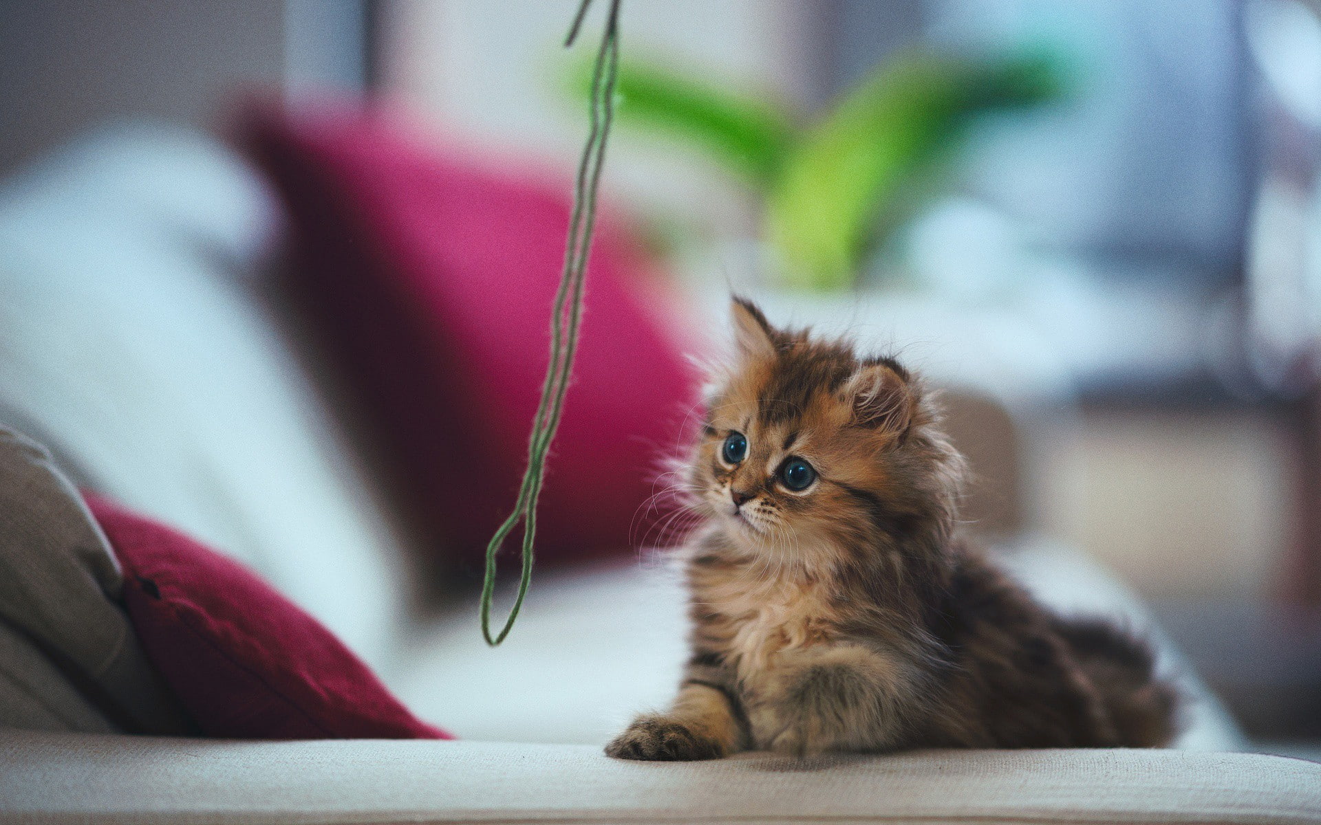 cushions, couch, animals, 1080P, Ben Torode, blue eyes, strings, cat, HD Wallpaper