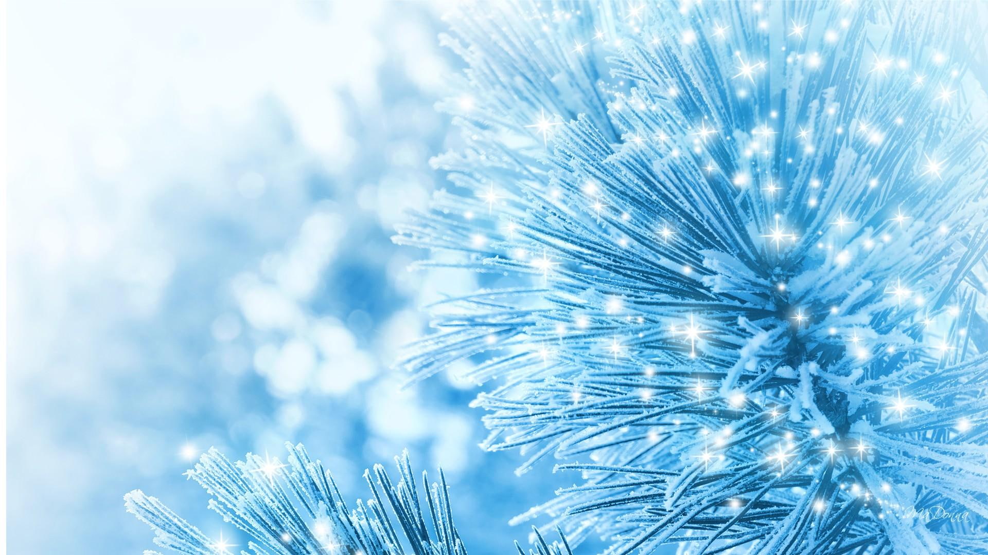 christmas, blue, winter, snow, crystals, feliz navidad, frost, pine, tree, 1080P, cold, stars, ectasy, sparkle, ze, HD Wallpaper