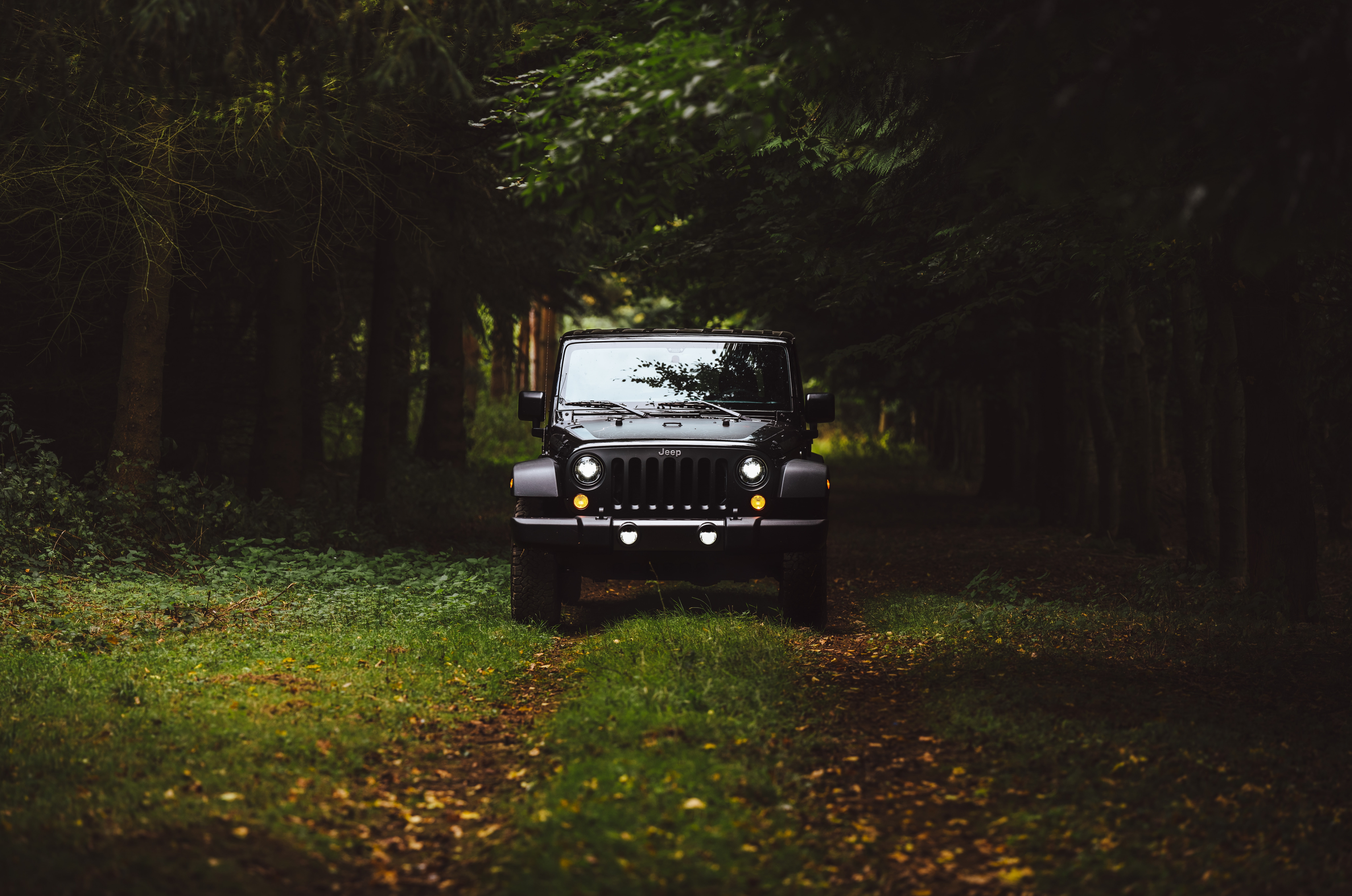 Jeep Wrangler, forest, Jeep, grass, nature, 8K, HD Wallpaper
