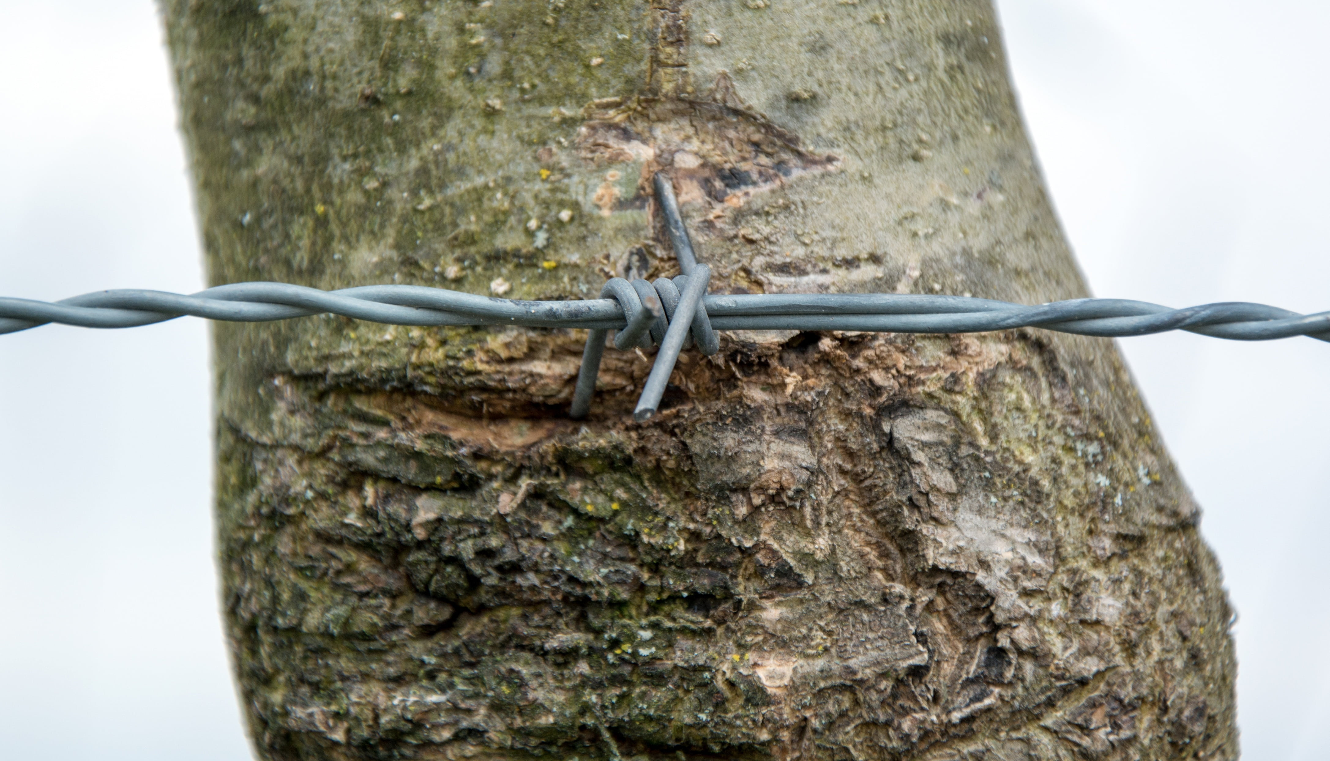 violate, animal themes, rough, scrub, trunk, close, whet, sign, scratch, 4K, cockroaches, healthcare and medicine, injury, textured, rotated, barbed wire, HD Wallpaper