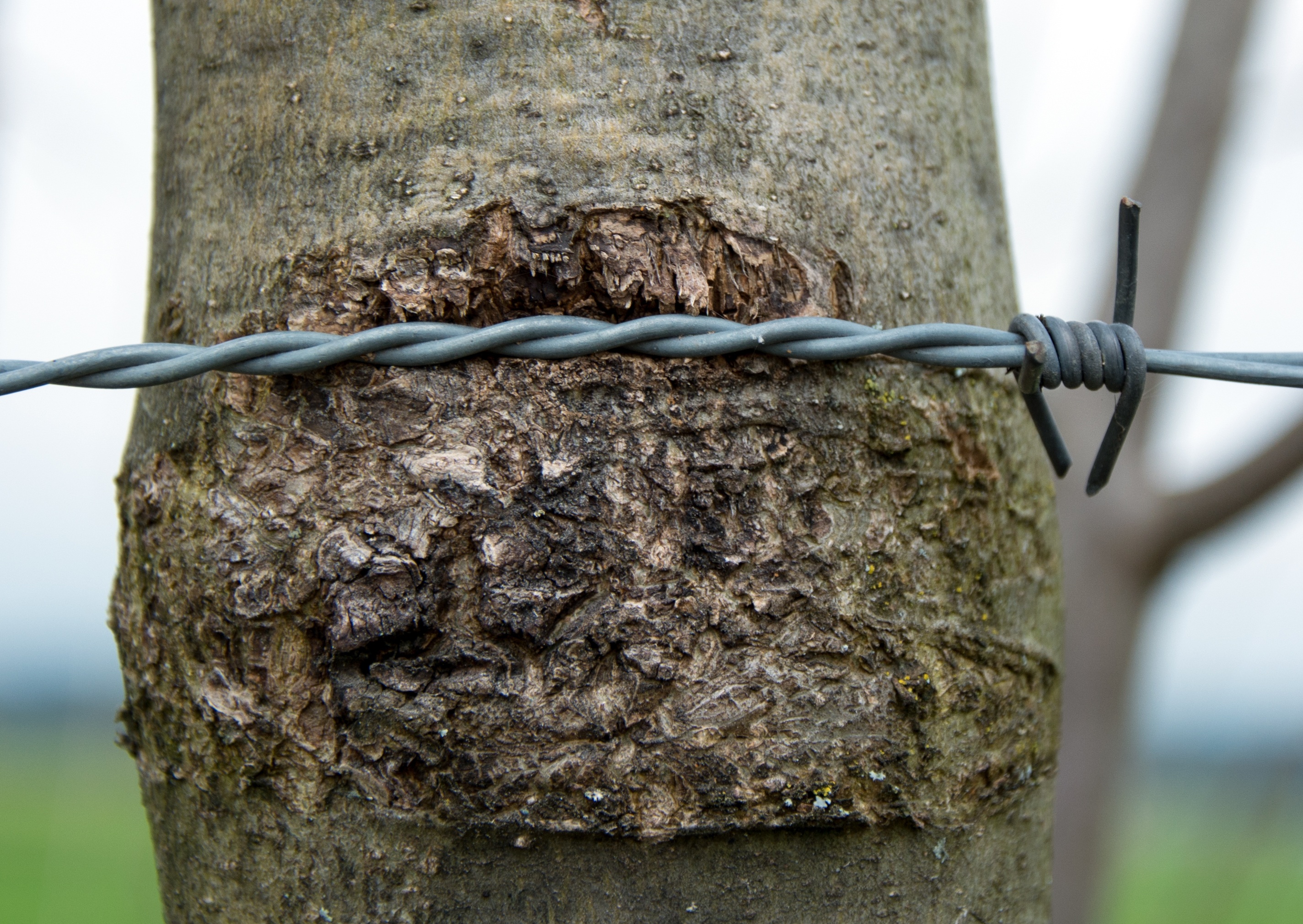 whet, tree bark, rough, plant, focus on foreground, scratch, violate, close-up, 2K, pole, mine, no people, injury, wood - material, wire, wiring, outdoors, HD Wallpaper