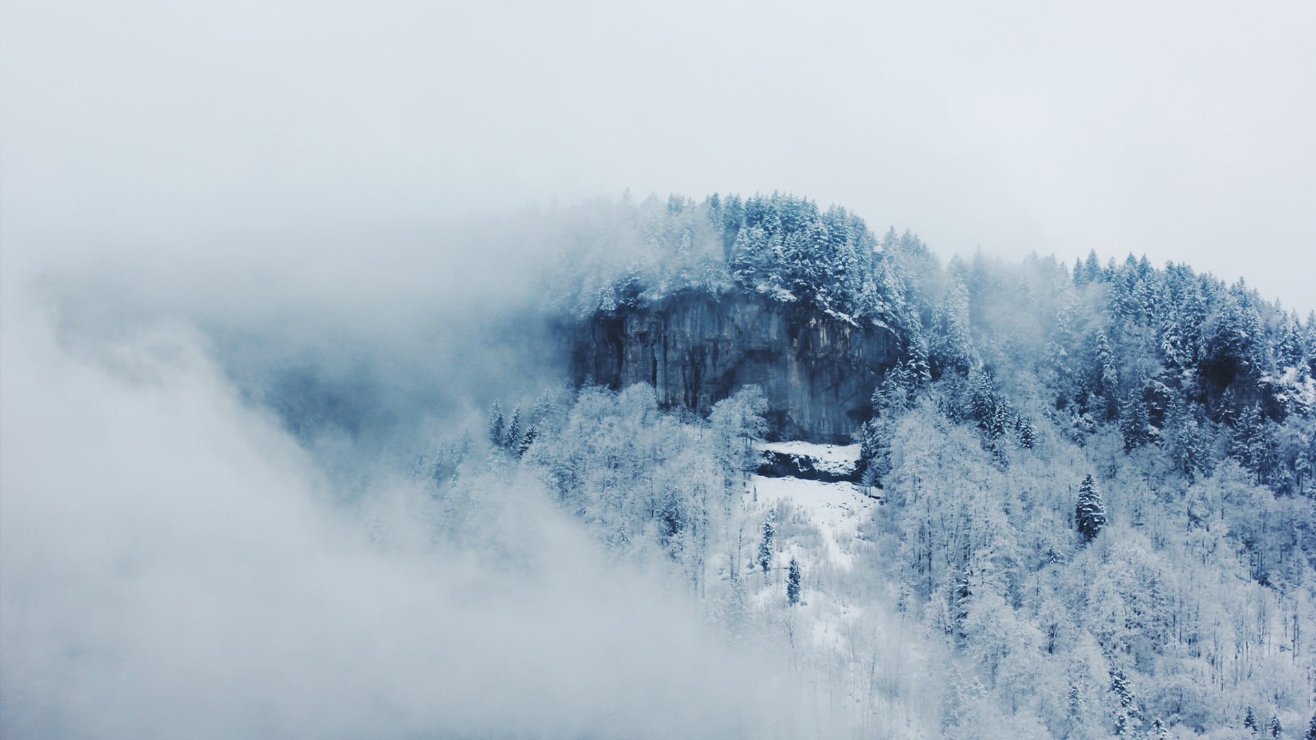 extreme weather, environment, snowcapped mountain, plant, tree, mist, white color, snow, forest, 1080P, cold temperature, snowfield, white, covering, day, HD Wallpaper