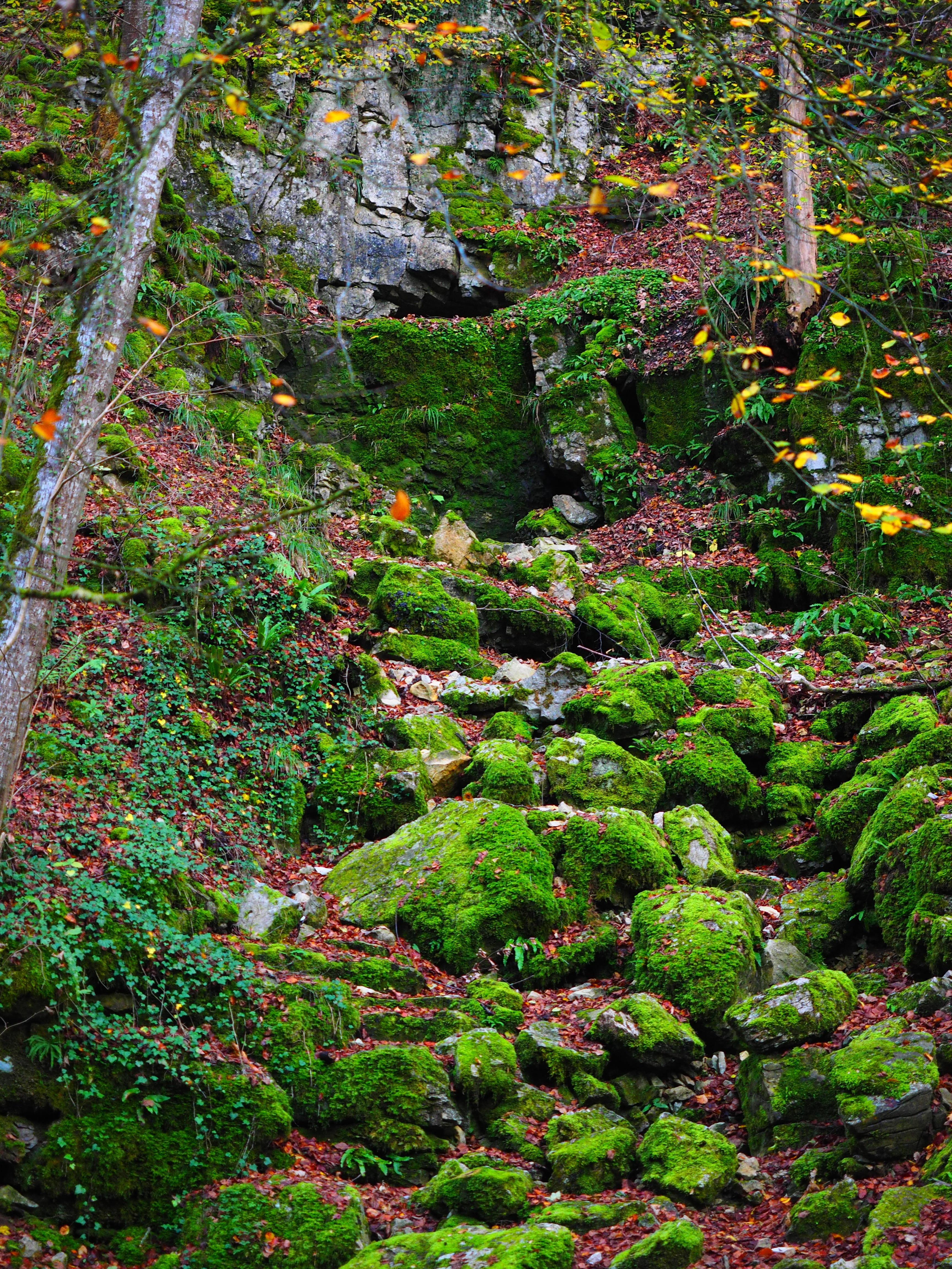 baden württemberg, forest, plant, lush foliage, stones, tranquility, land, 4K, rock - object, karst, elsachbröller, no people, slope, bemoost, rock, gorge, Phone HD Wallpaper