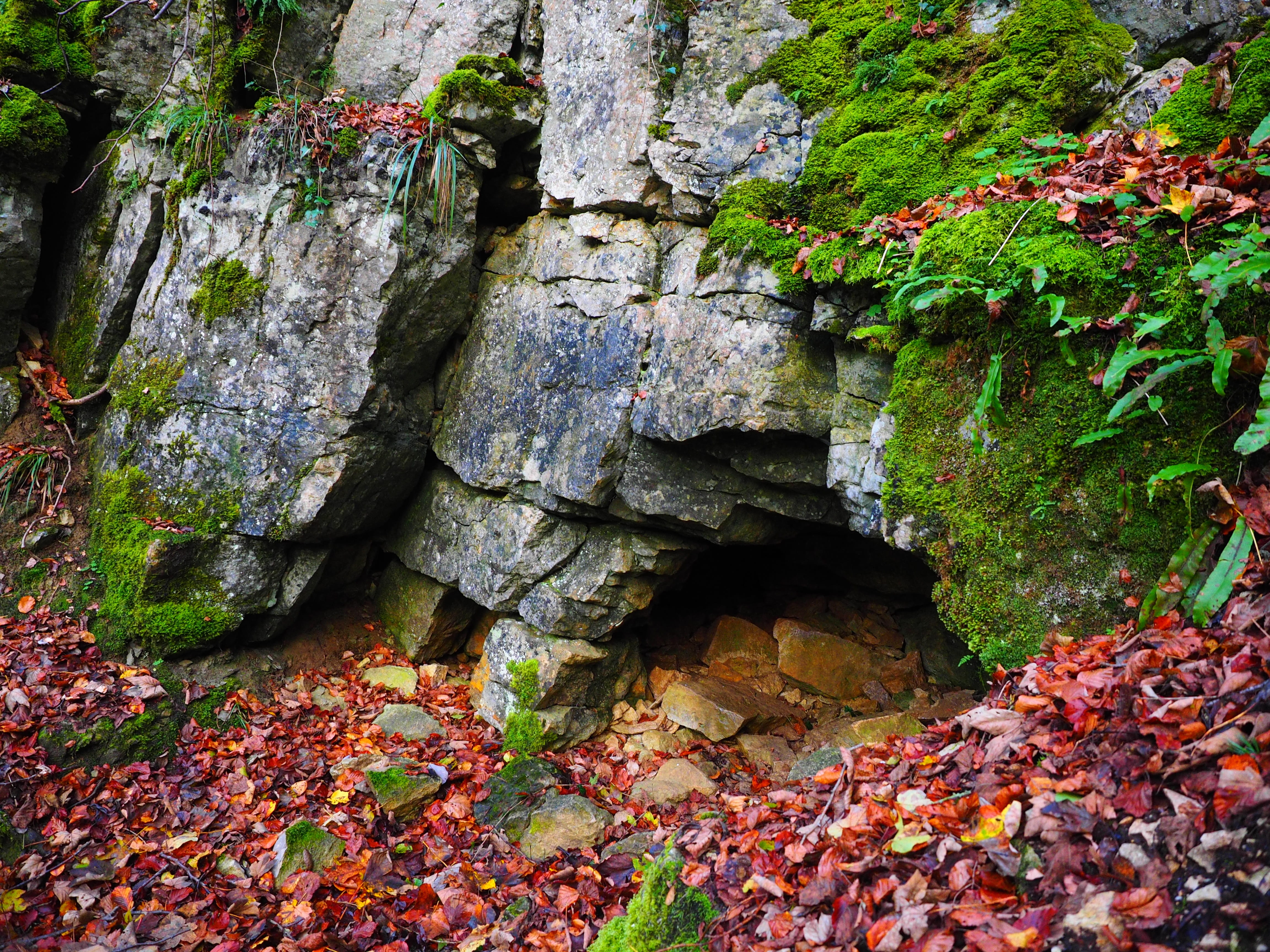 cave, rock, bad urach, no people, adventure, cave entrance, wall, tree, cavity, karst, 4K, land, eng, autumn, speleology, plant part, clammy, beauty in nature, HD Wallpaper