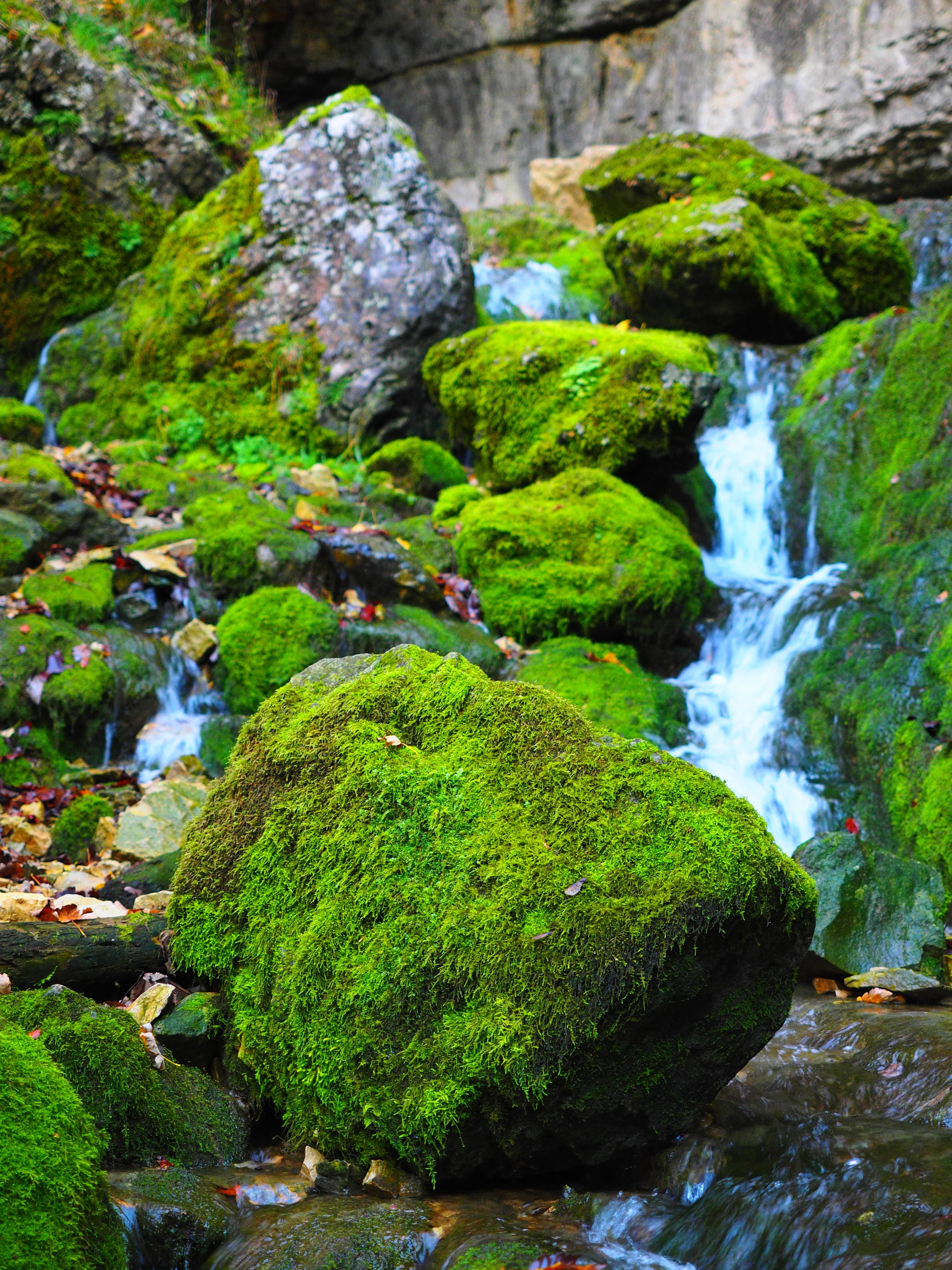 bemoost, amblystegiaceae, green, green color, forest, gorge, nature, bad urach, laubmoos, solid, varying greatly annoying moss, forest floor, stone, day, Phone HD Wallpaper