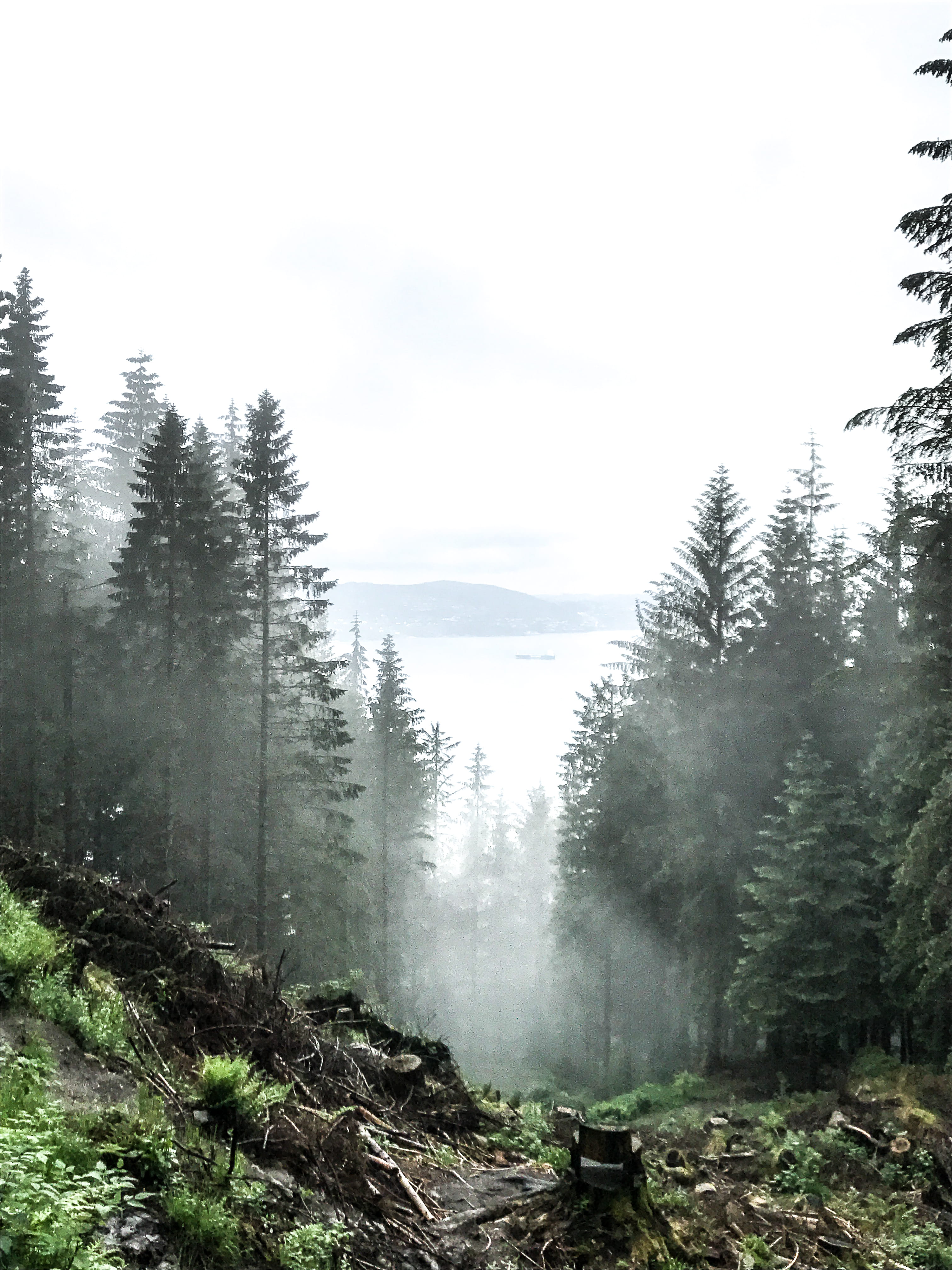 sky, forest, land, day, bergen, direction, hazy, remote, plant, outdoors, fog, non-urban scene, tranquility, beauty in nature, tree, nature, growth, norway, Phone HD Wallpaper