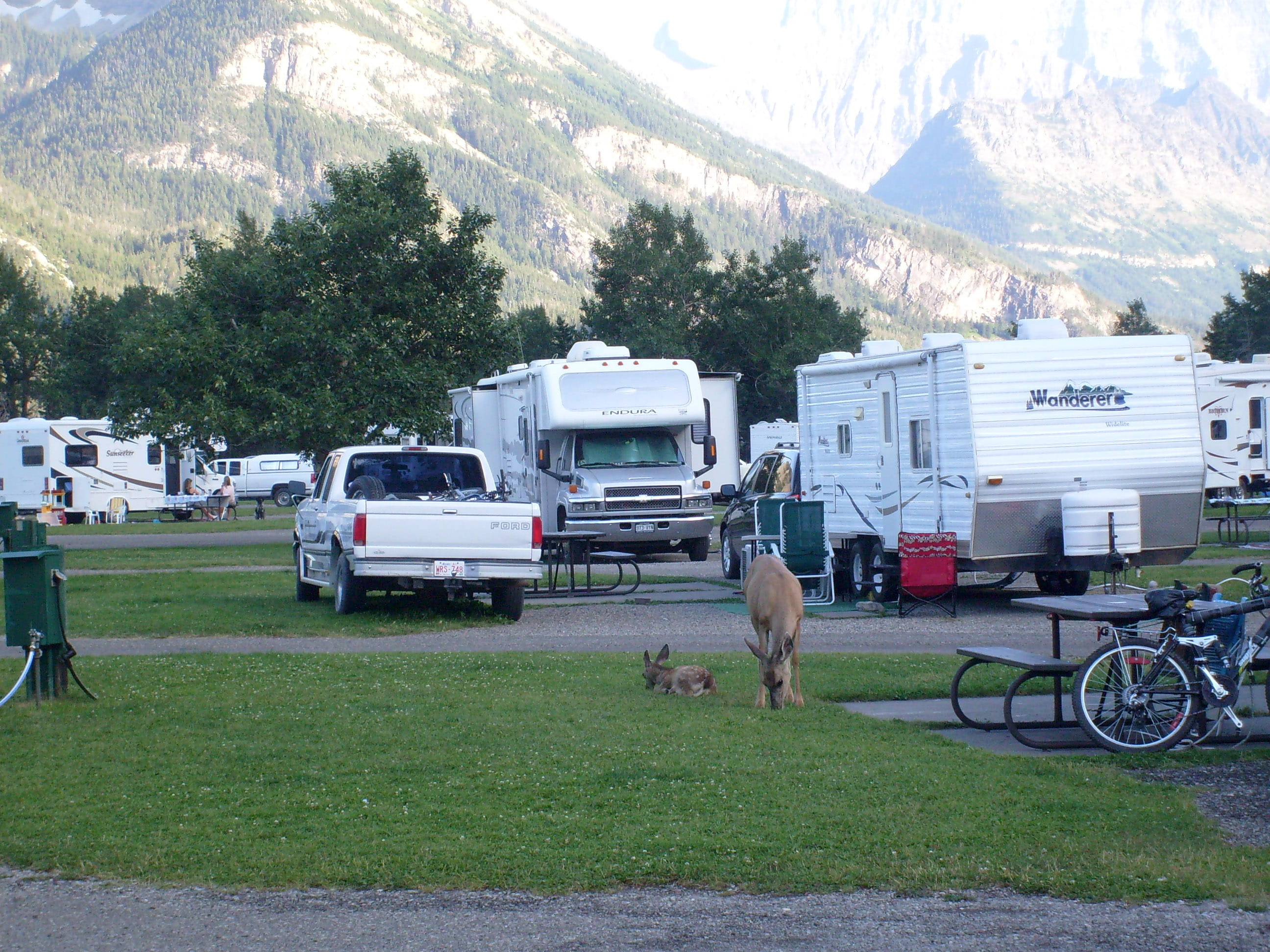 outdoors, vertebrate, one animal, pets, road, lakes, public domain, Campground, domestic animals, animal, trailers, city, horse, day, tree, waterton, Town, HD Wallpaper