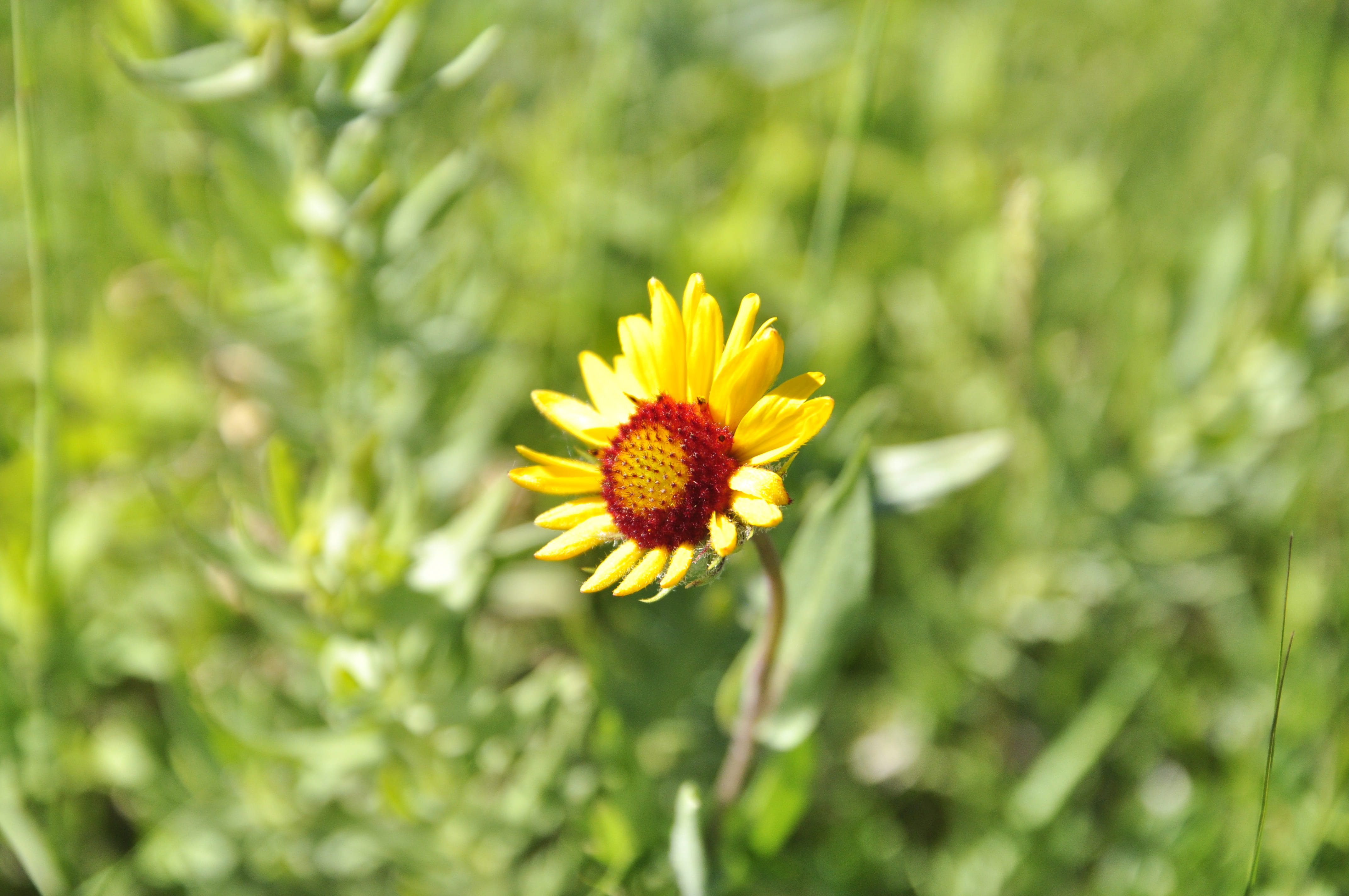 selective focus, fragility, plant, waterton lakes national park, springtime, day, canada, colorful, summer, inflorescence, pollen, close-up, blur, freshness, HD Wallpaper