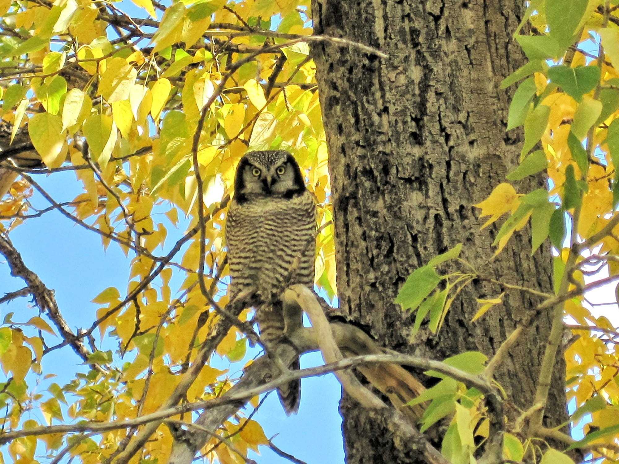 no people, bird, 1080P, perching, nature, plant, Great Grey Owl, animals in the wild, low angle view, tree, alberta, owl, branch, leaf, waterton parks, HD Wallpaper