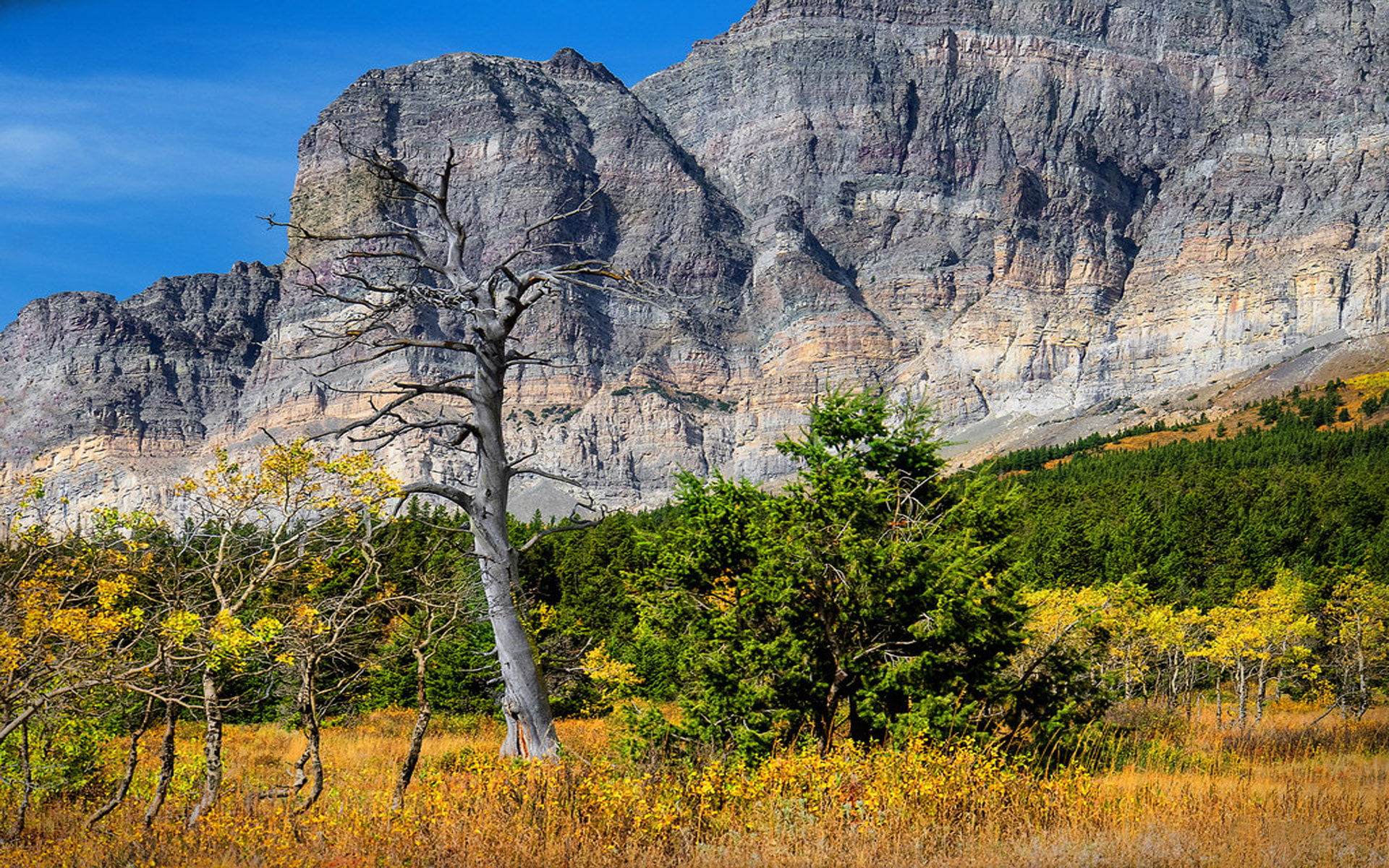 dry, national, 1080P, hd, waterton, park, grass, canada, mountain, desktop, south, wood, alberta, rock, HD Wallpaper