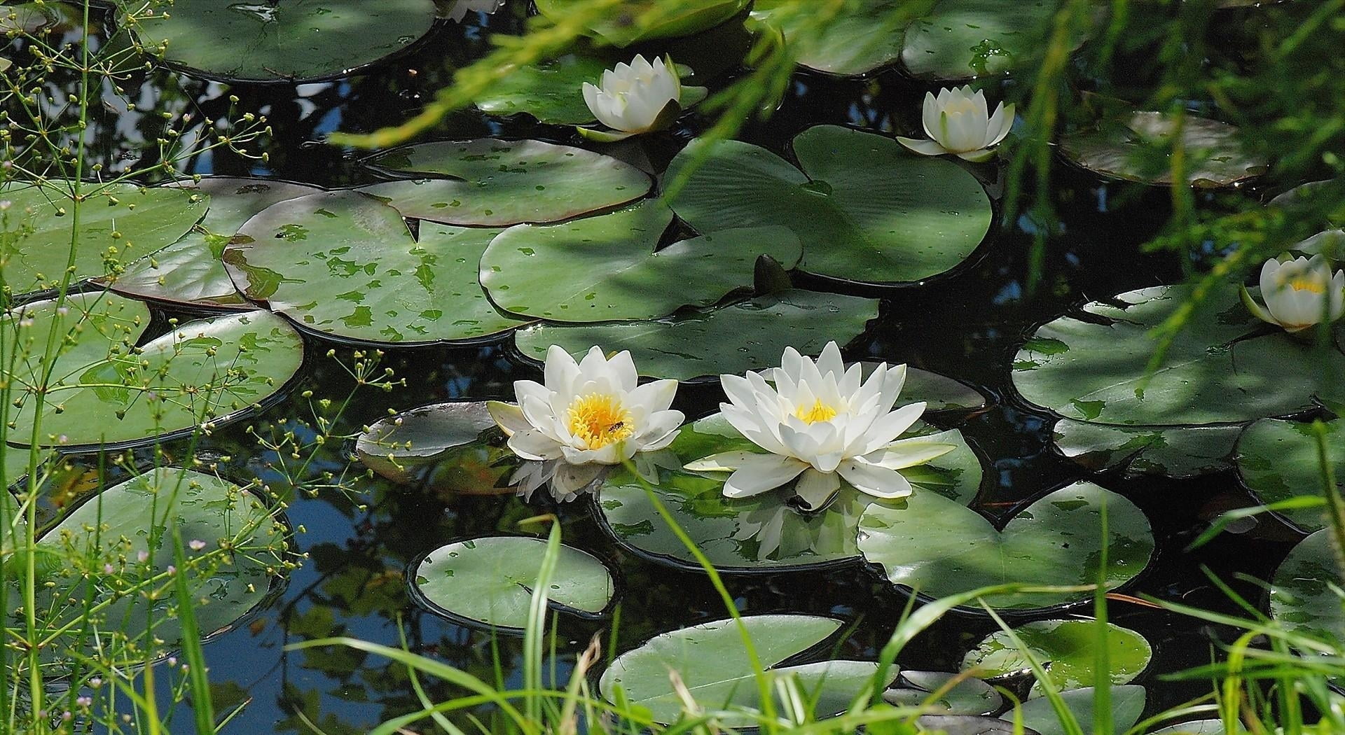 lotus Water Lily, lotus, green Color, blossom, floating on water, petal, leaf, pond, 1080P, purity, beauty In Nature, water, flowering plant, lake, surface, HD Wallpaper