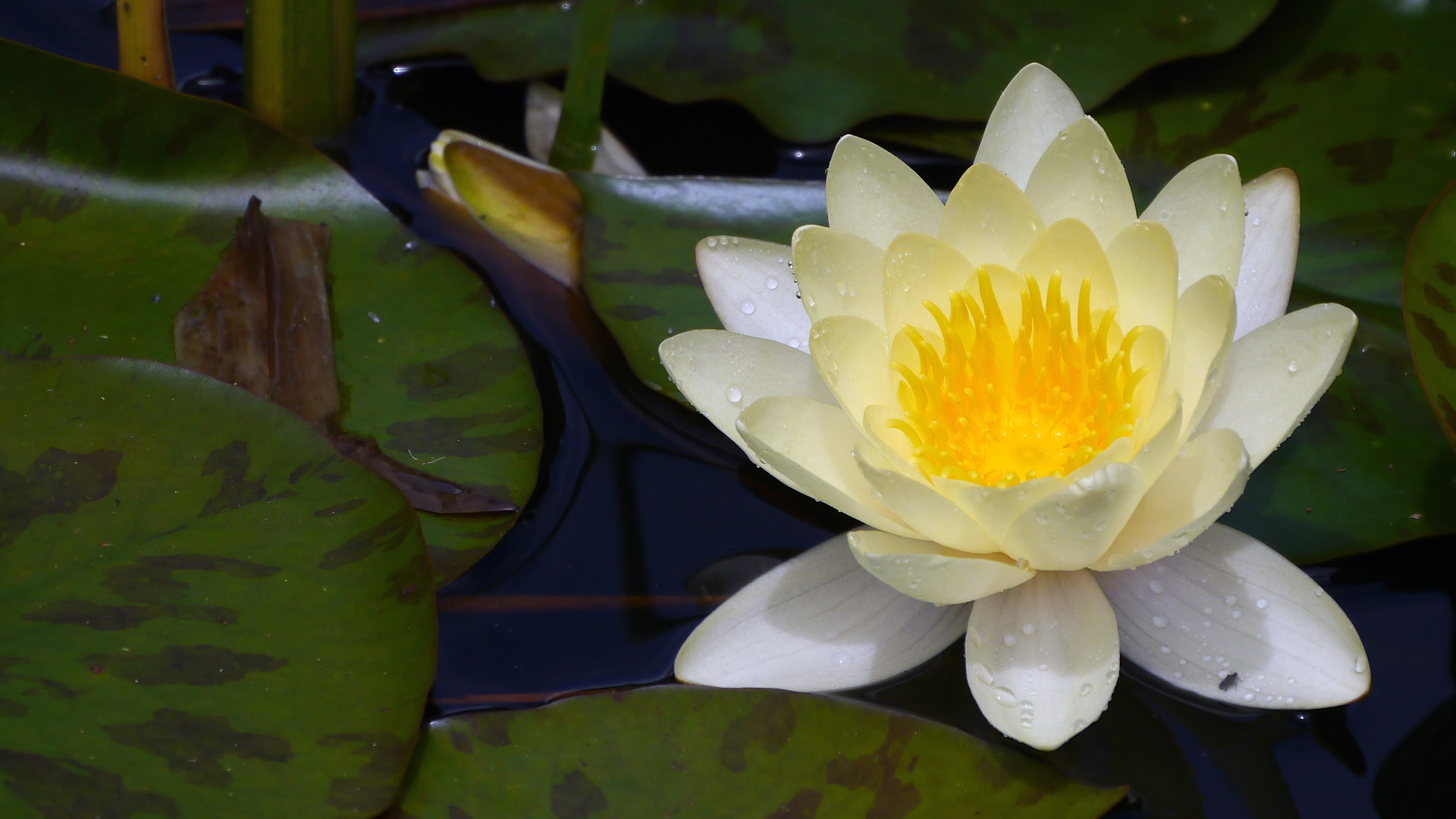 flower pics, flowering plant, water, no people, outdoors, flowers photos, plant, vulnerability, water lily flower, nature, white, flowers, pond, images flowers, HD Wallpaper