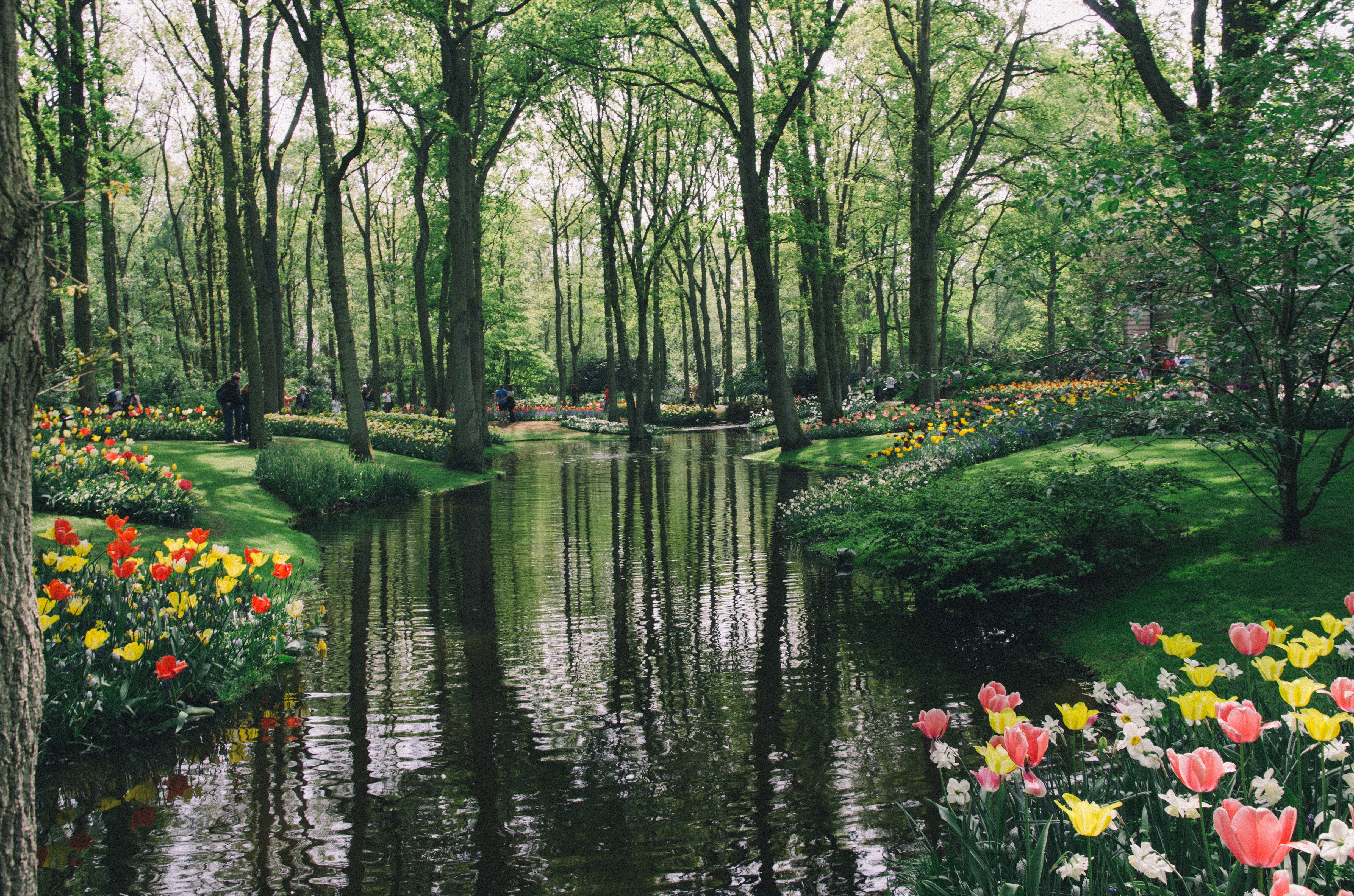 4K, keukenhof, pond, nature, trees, tulips, netherlands, gardens, HD Wallpaper