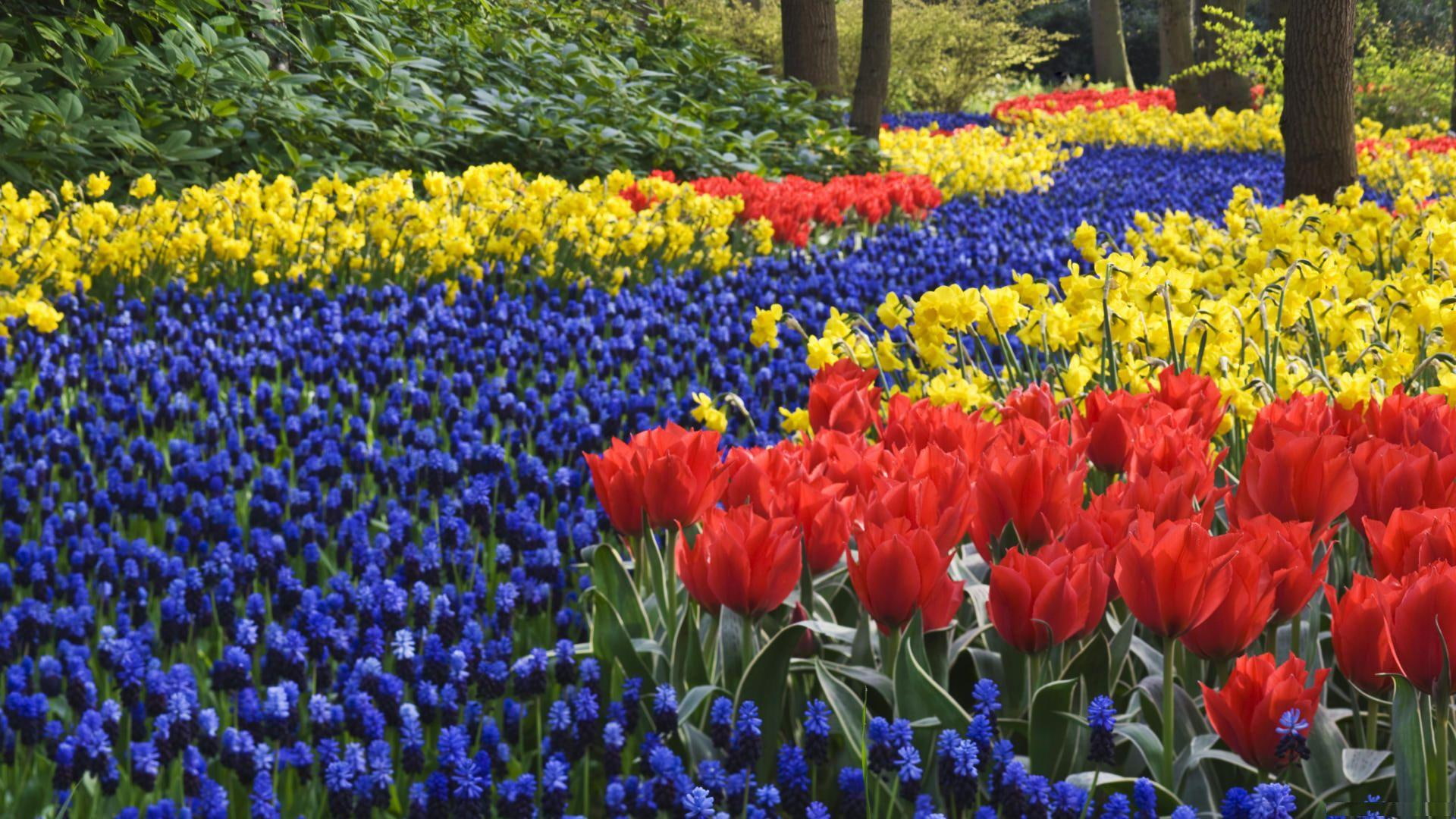 nature and landscapes, netherlands, keukenhof, hyacinths, 1080P, tulips, flowers, park, river, HD Wallpaper