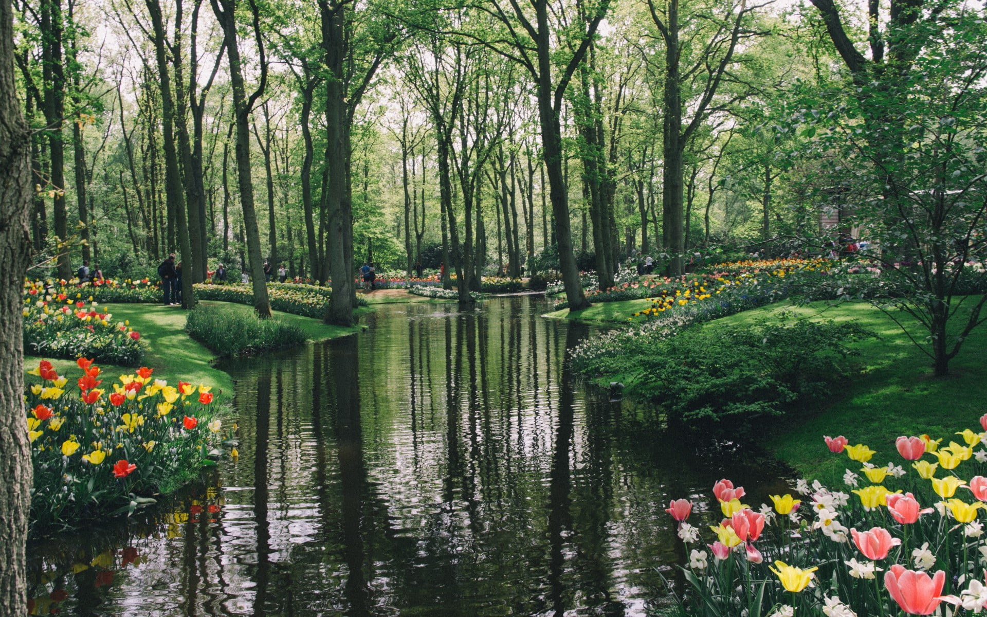 1080P, trunk, water, pink, spring, tree, plant, tranquility, forest, freshness, flowerbed, park, yellow, green color, growth, lake, red, outdoors, Netherlands, HD Wallpaper