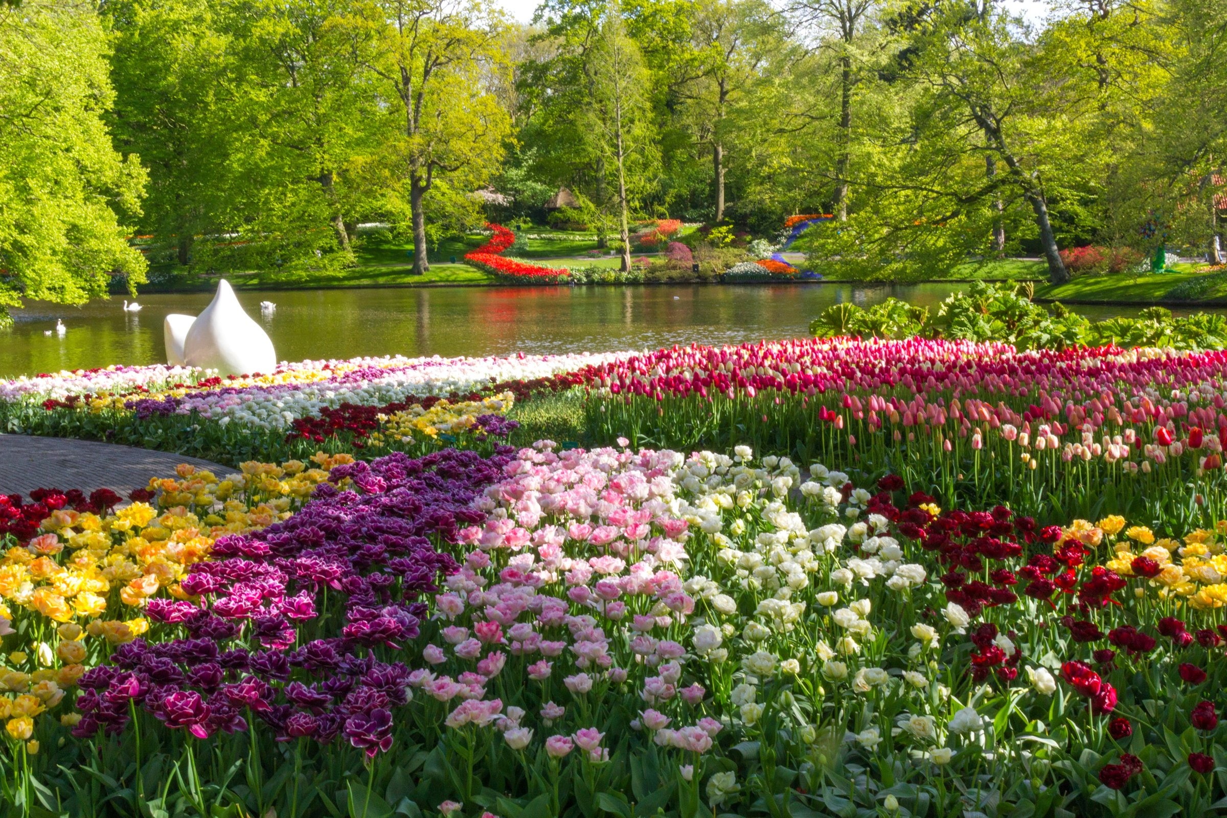 flowers, pond, netherlands, 1080P, keukenhof, parks, tulips, nature, HD Wallpaper