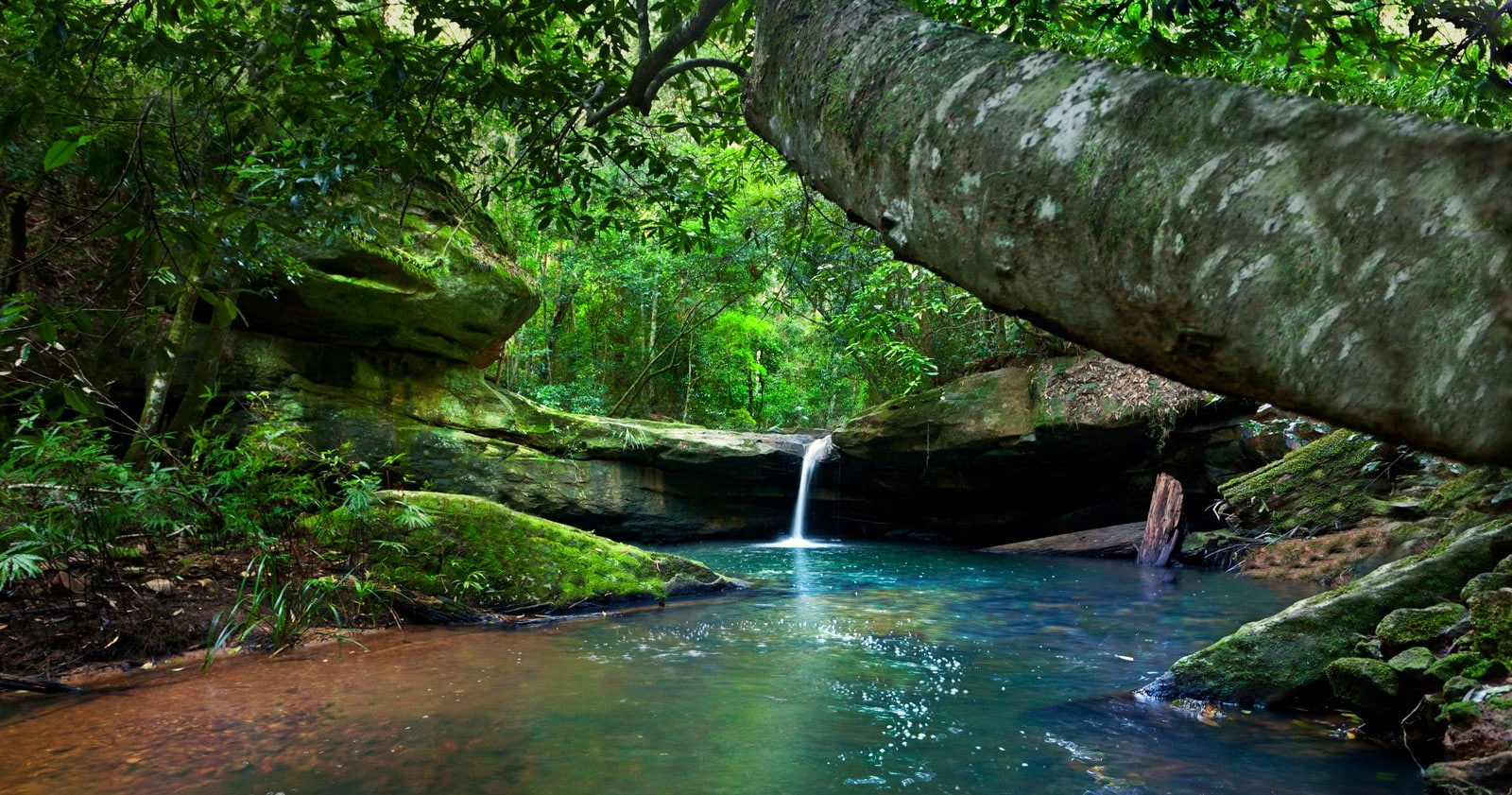 no people, forest, plant, scenics - nature, land, river, rock, day, tree, moss, growth, tranquil scene, shrubs, water, flowing, waterfall, Australia, non-urban scene, HD Wallpaper