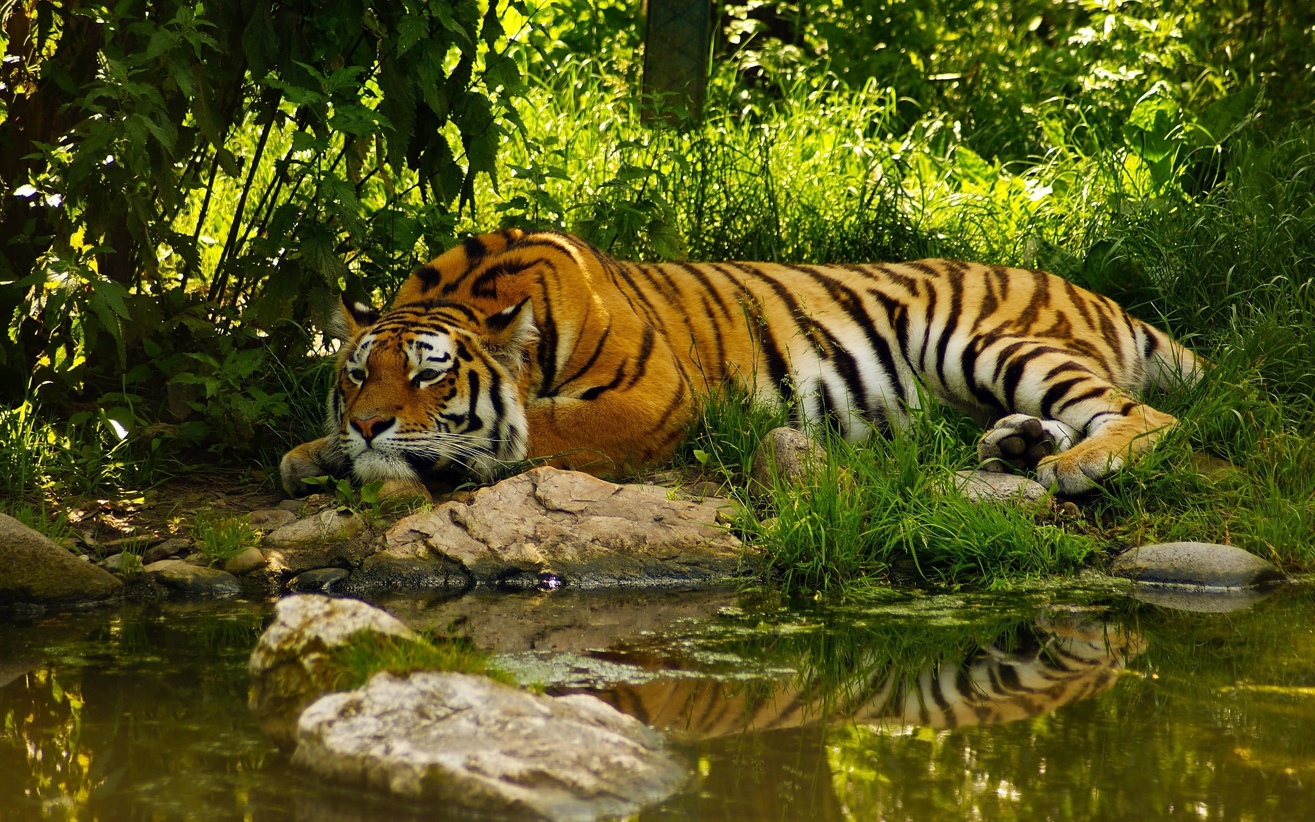 one animal, big cat, animal themes, reflection, cat, feline, animals in the wild, mammal, pond, tree, animal, jungle, plant, animal wildlife, lake, water, HD Wallpaper