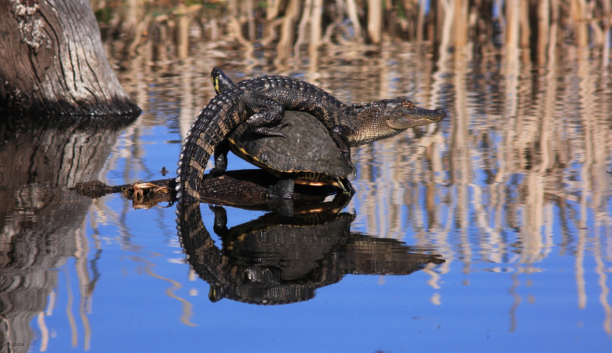 alligator, 1080P, waterfront, reflection, wood - material, black, outdoors, animal wildlife, animals in the wild, animals, day, turtle, focus on foreground, HD Wallpaper