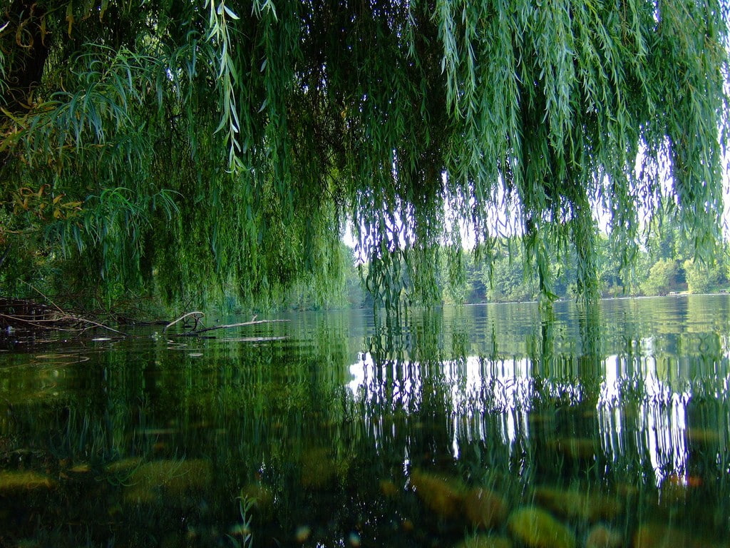 pond, 480P, trees, HD Wallpaper