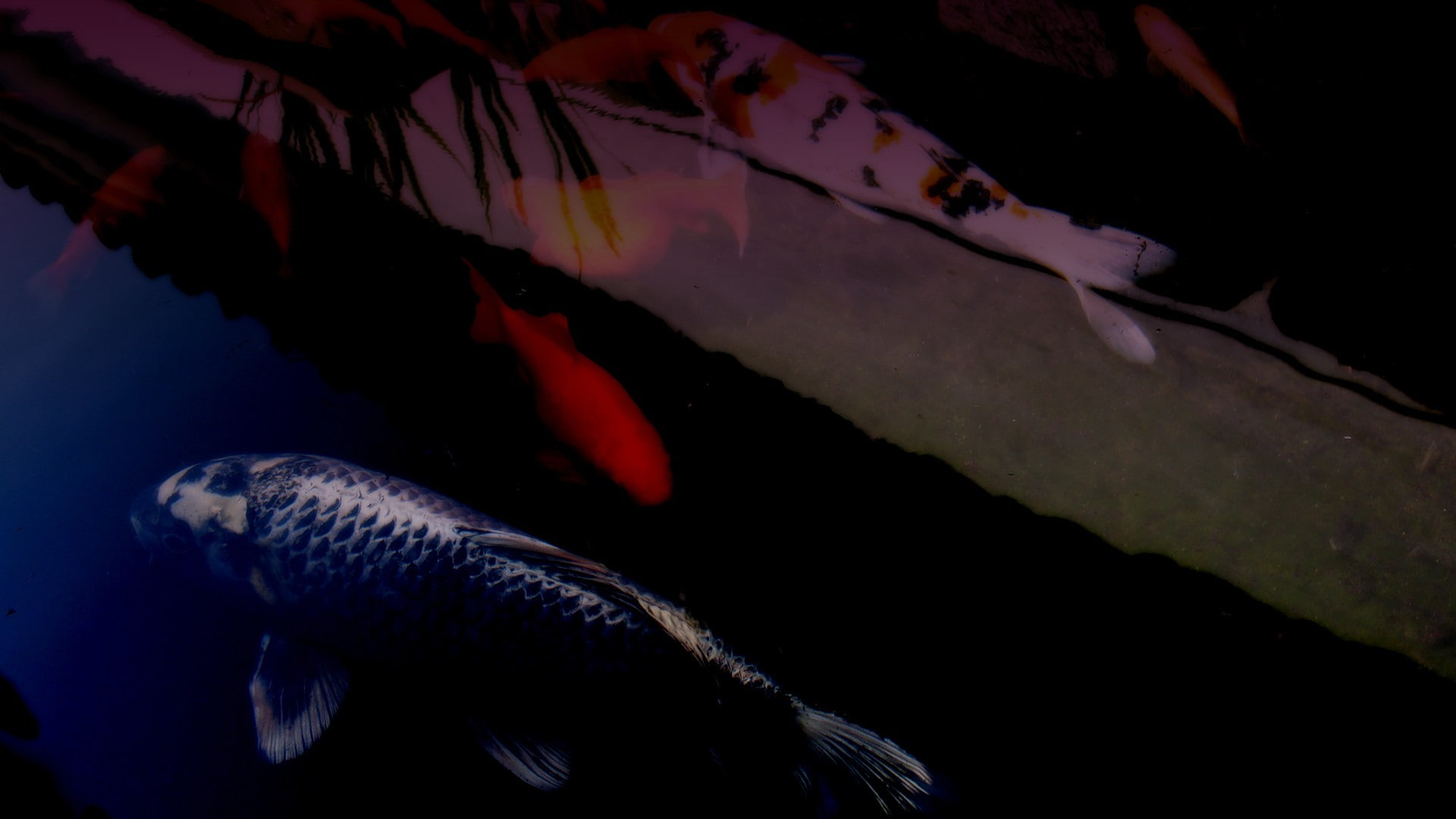 koi, 1080P, fish, HD Wallpaper