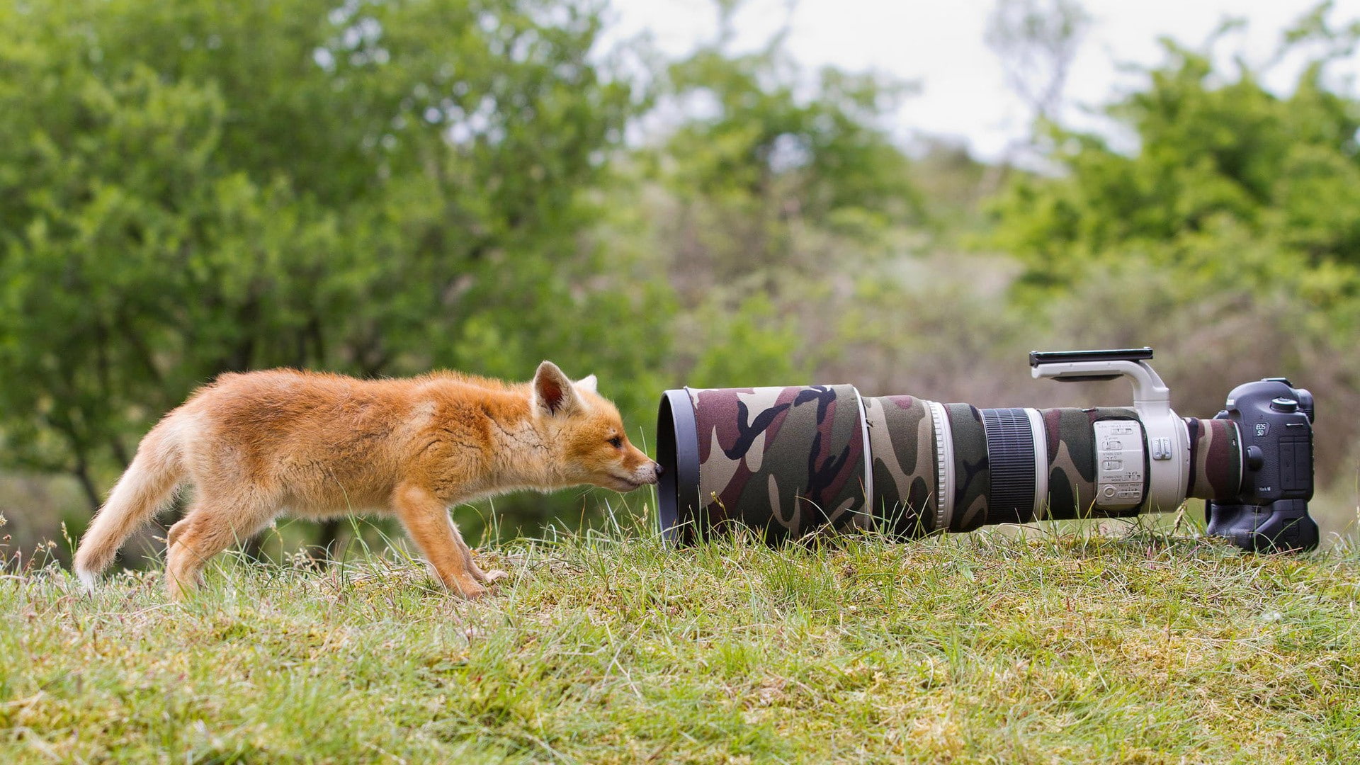 animals, camera, wildlife, fox, camouflage, Canon, lens, telephoto lens, 1080P, baby animals, trees, landscape, grass, depth of field, nature, HD Wallpaper