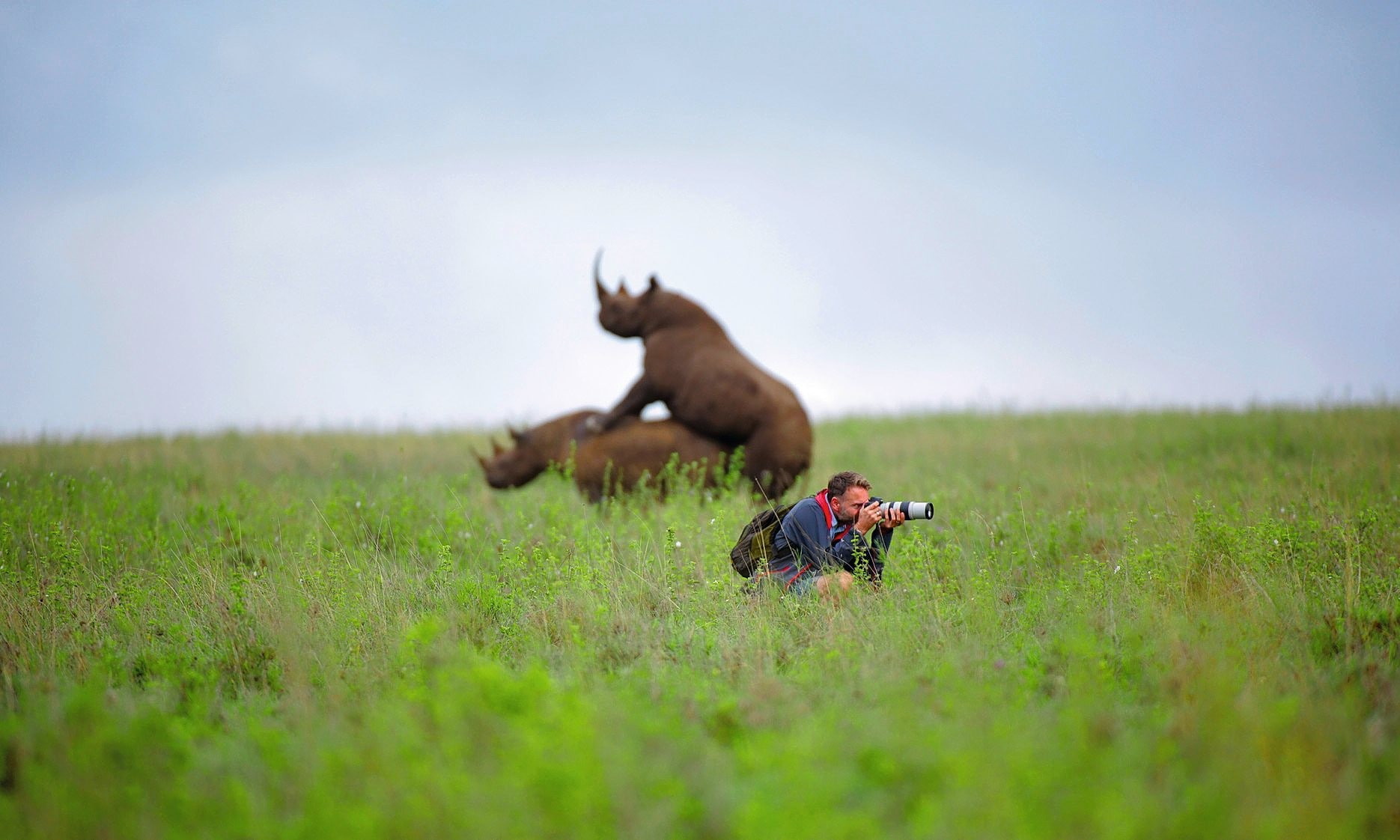 men, 720P, nature, wildlife, landscape, photographer, grass, depth of field, rhino, telephoto lens, humor, backpacks, animals, HD Wallpaper
