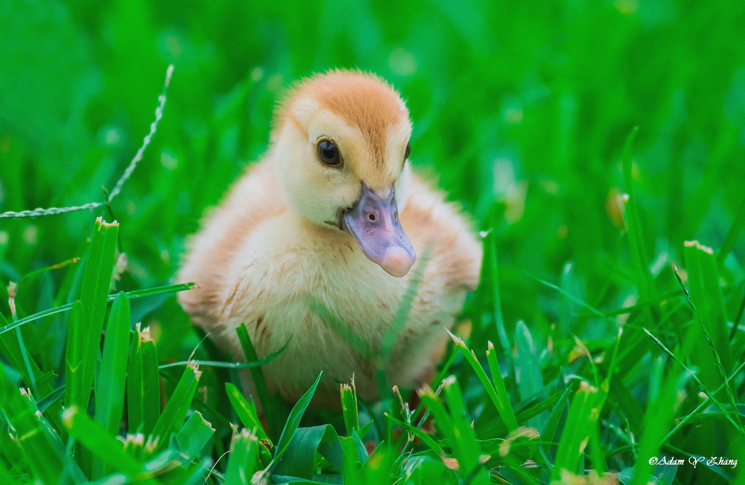 Wildlife, 长焦, nature, cute, Taller, Beauty, micro, Flower, bird, Close-up, Nikon  DSLR, animal, Curve, young Animal, meadow, small, Grass, lens, springtime, HD Wallpaper
