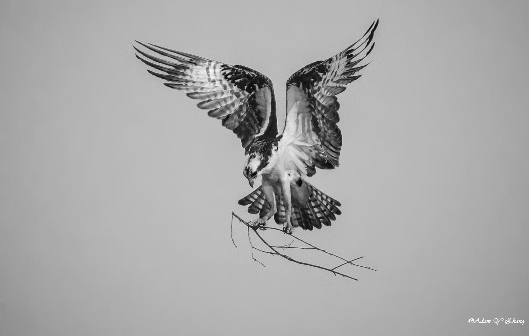 Fine  Art  Photography, Nikon  DSLR, eagle, Macro, Telephoto, Gallery, flying, white, black and white, Beauty, black, illustration, Landing, Wildlife, Ready, HD Wallpaper