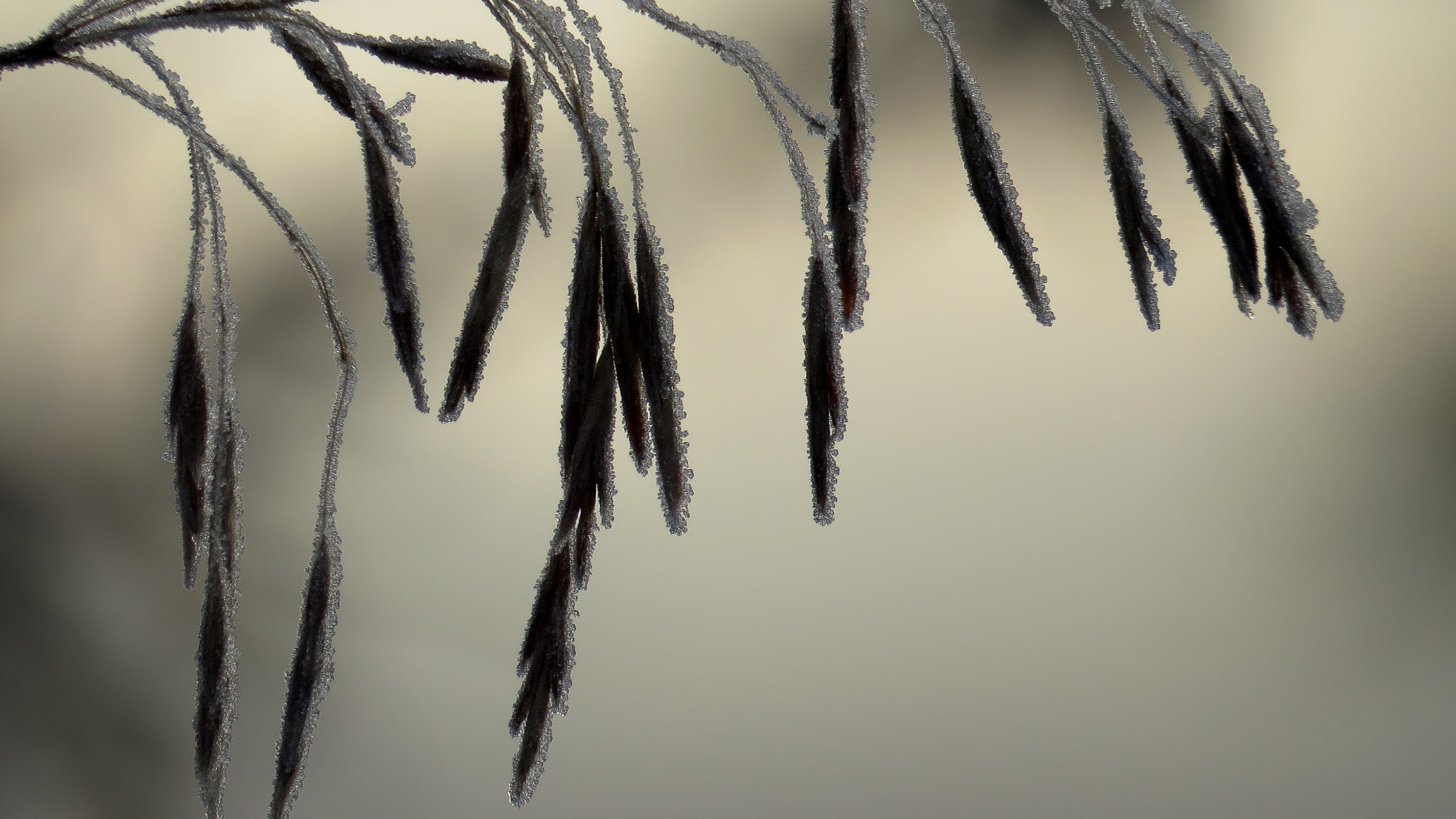 Favorite, Macro, Super, Beauty, Desktop, Canon Powershot  SX50 HS, Bridge Camera, backgrounds, Black and White, Grass, crisp, Frosted, Fog, Wheat  Grain, HD Wallpaper