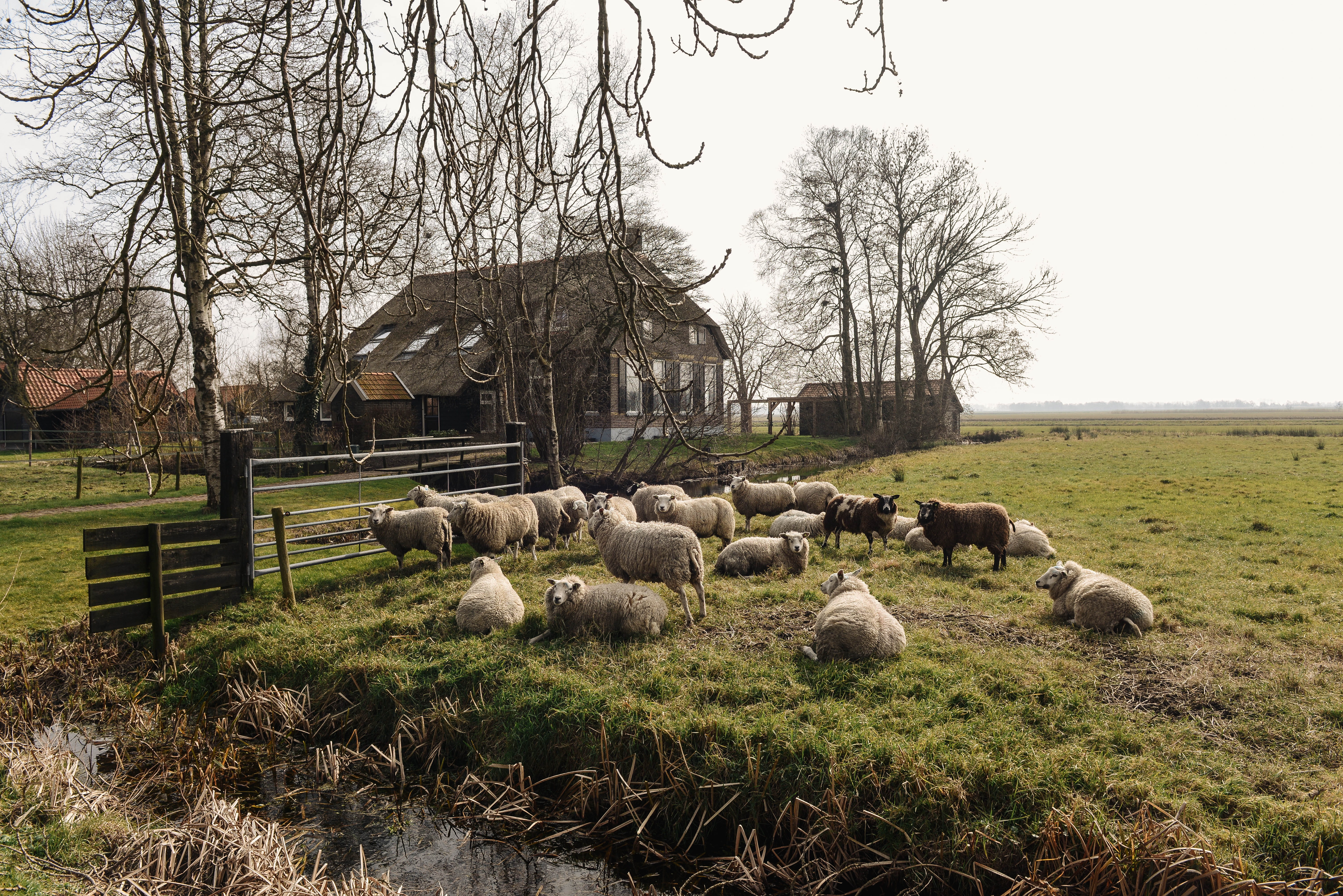 day, dutch, 5K, villages, large group of animals, nature, sheep, sky, mammal, architecture, herd, grass, flock of sheep, peaceful, tree, animal, bare tree, HD Wallpaper