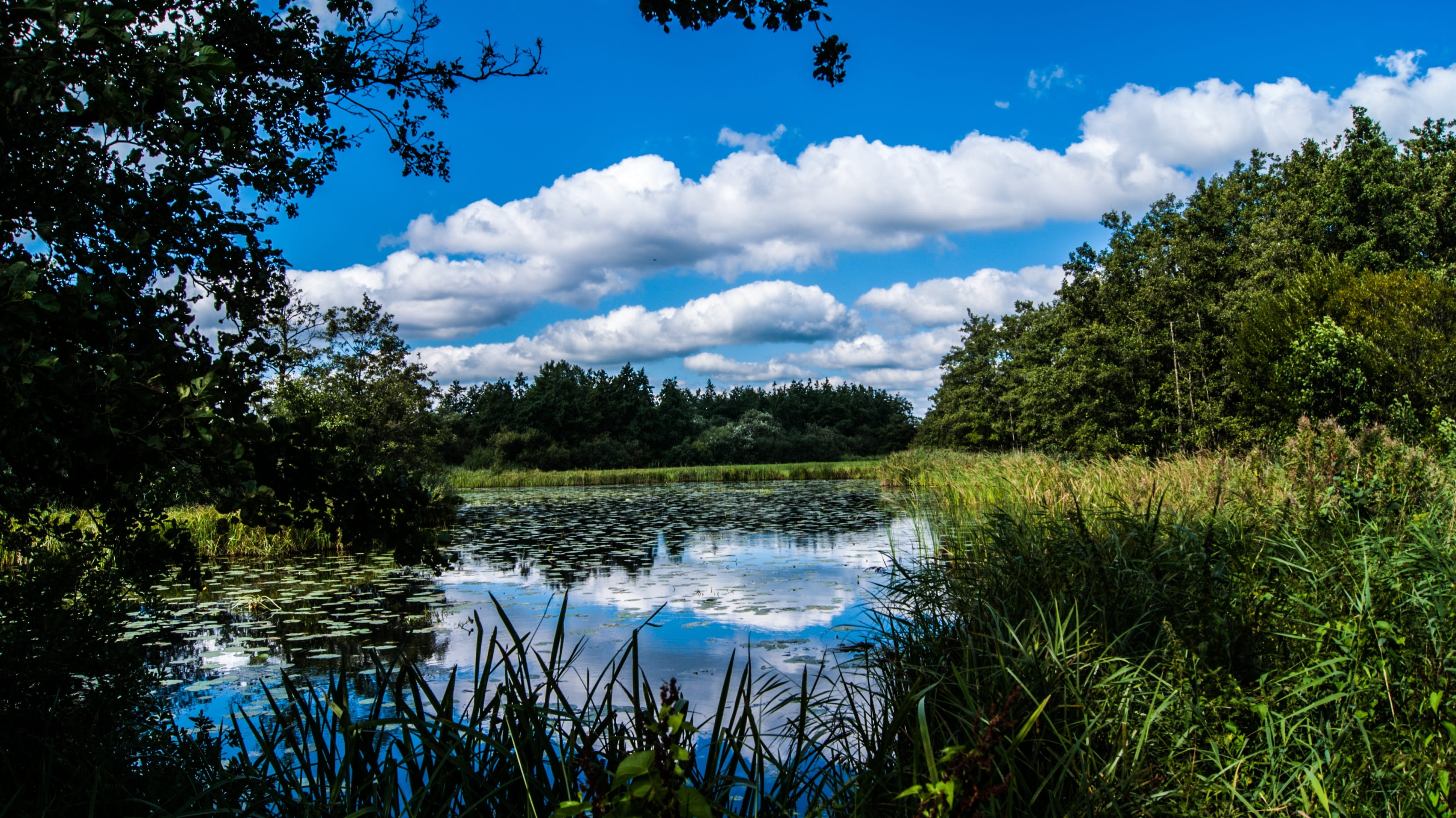 landscape, lake, sky, no people, giethoorn, pine tree, beauty in nature, growth, cloud - sky, water, tree, forest, clouds, nature, green color, cloud, scenics - nature, HD Wallpaper