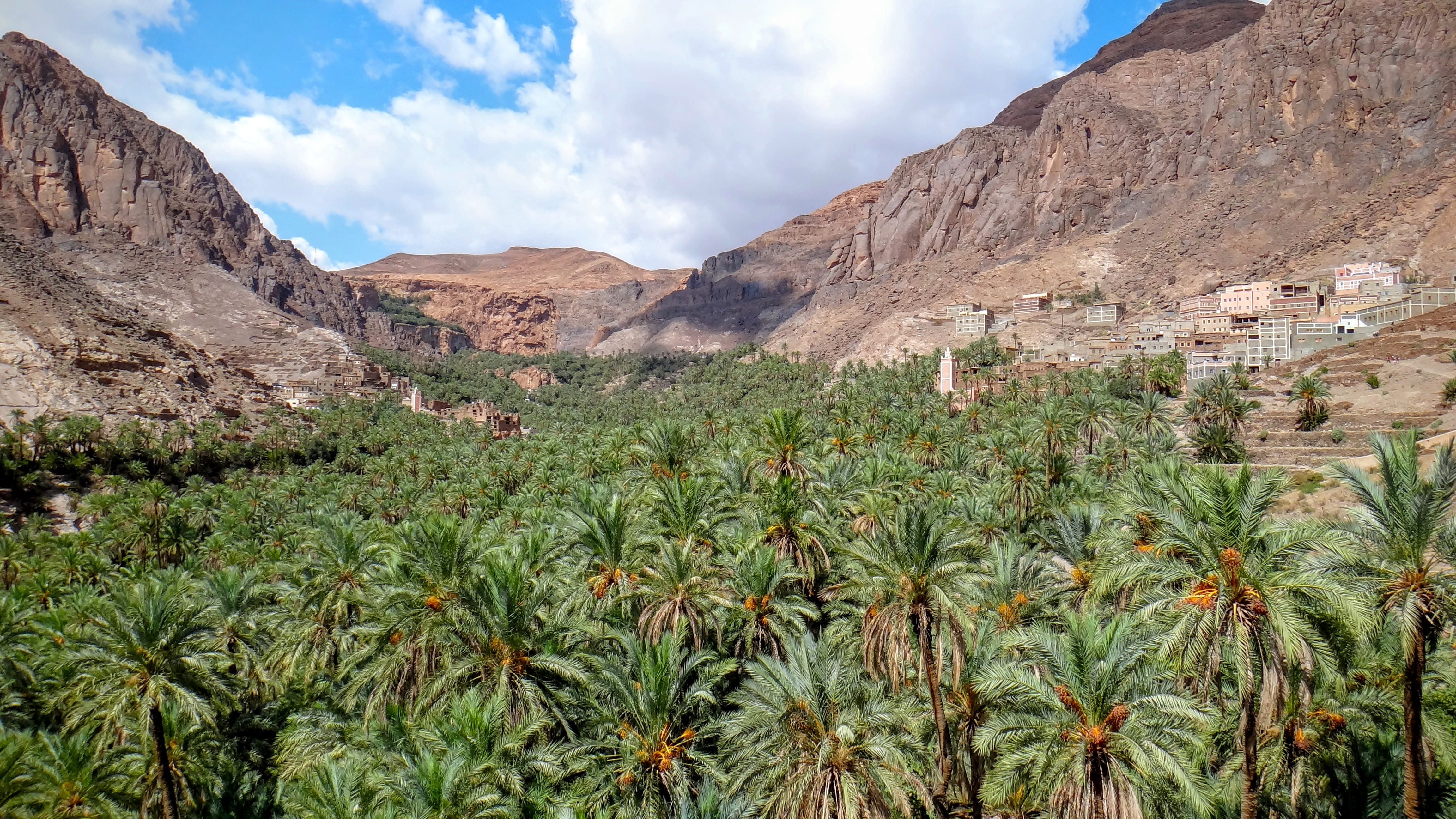 trees, environment, hillside, village, mountain, morocco, beauty in nature, land, palm, rock, cloud - sky, palm tree, succulent plant, tree, sky, arid climate, HD Wallpaper