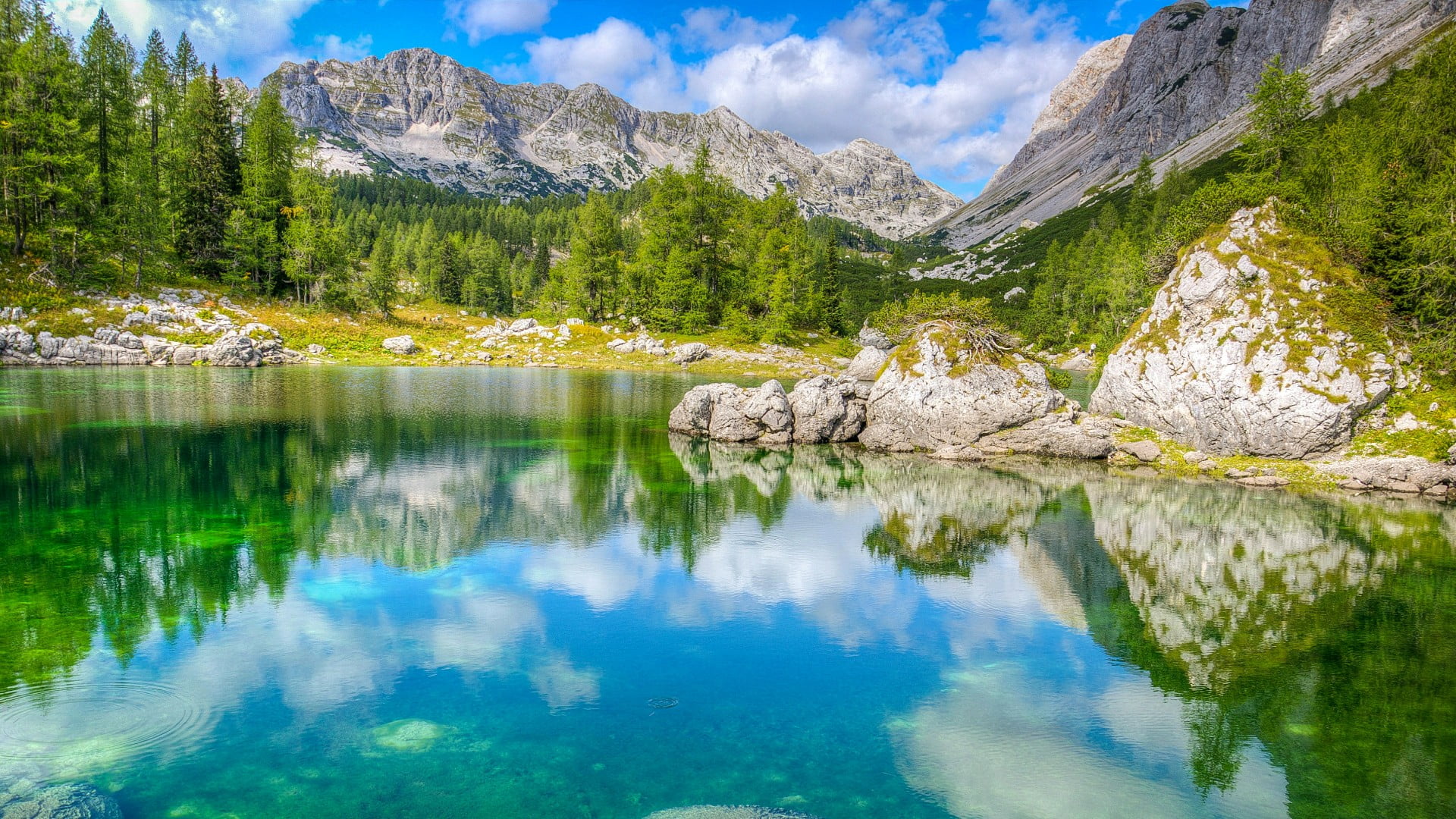 pine woodland, tree, 1080P, non-urban scene, outdoors, plant, reflection, beauty in nature, triglav national park, sky, nature, wilderness, mount scenery, HD Wallpaper