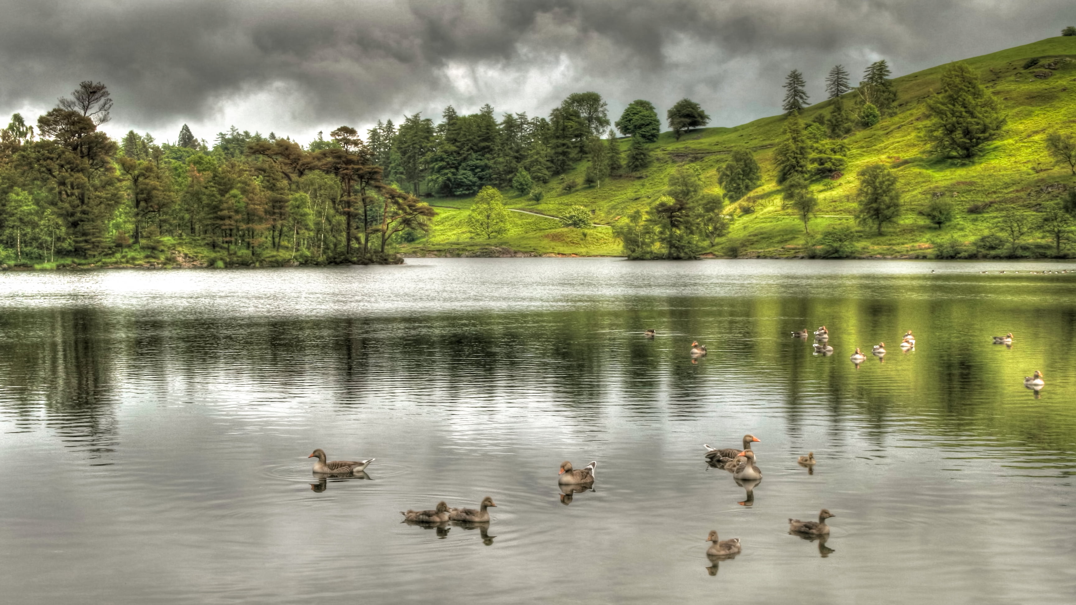 water, duck, Nature, Trees, Ducks, Field, forest, body of water, hill, grass, brood, Day, Reflection, mountain, Watchful, mirrored, tree, England, scenics, HD Wallpaper