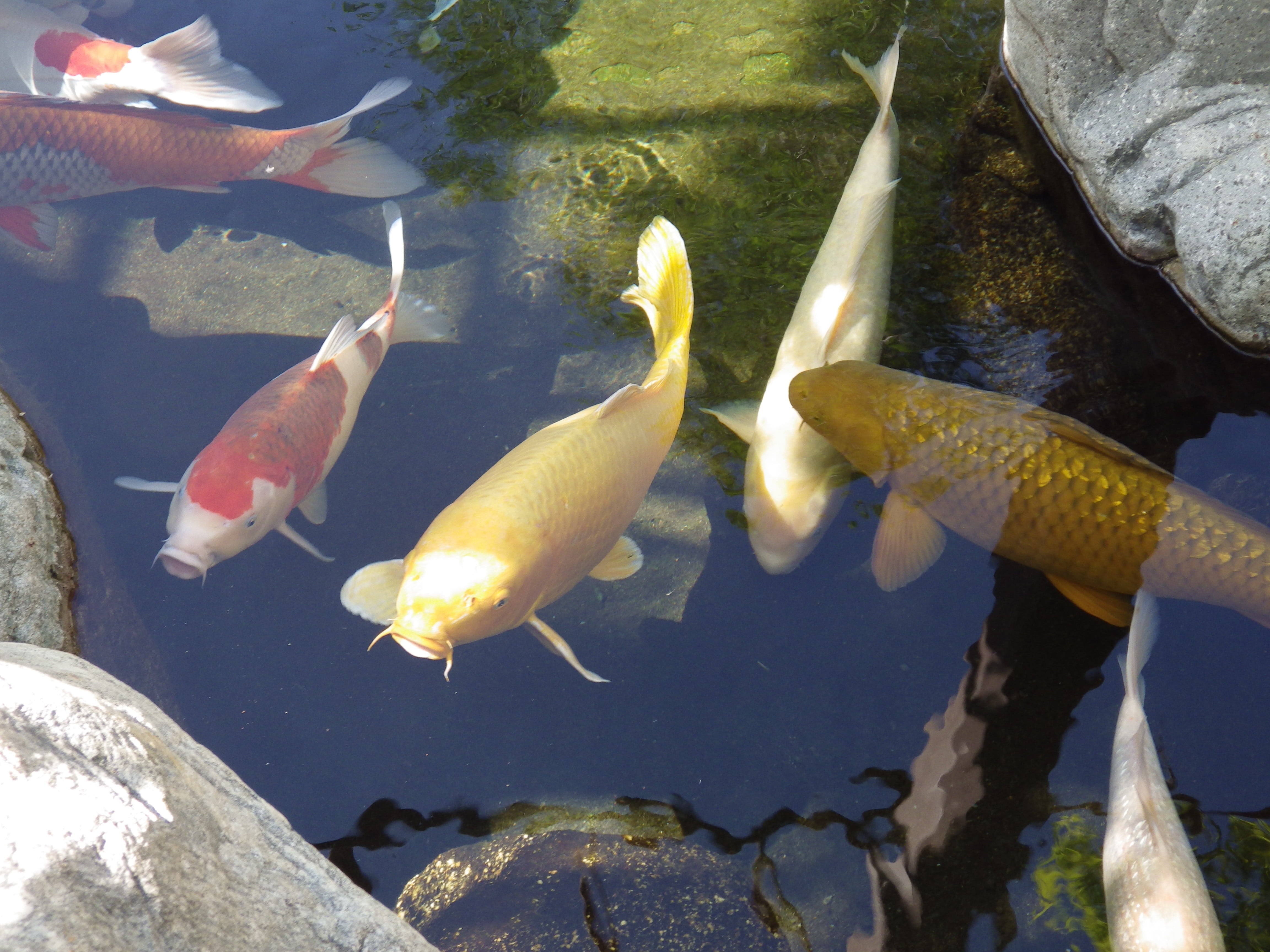 swimming, 4K, animal themes, marine, white, underwater, group of animals, no people, outdoors, animal, medium group of animals, water, koi, orange, animals in the wild, HD Wallpaper
