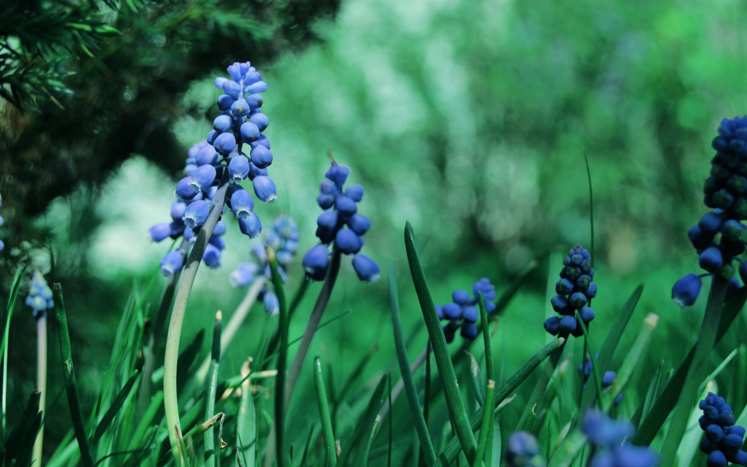 blue, land, field, flowers, dew, nature, purple, beauty in nature, hyacinth, lavender, day, vulnerability, muscari, close-up, no people, plant stem, green color, HD Wallpaper