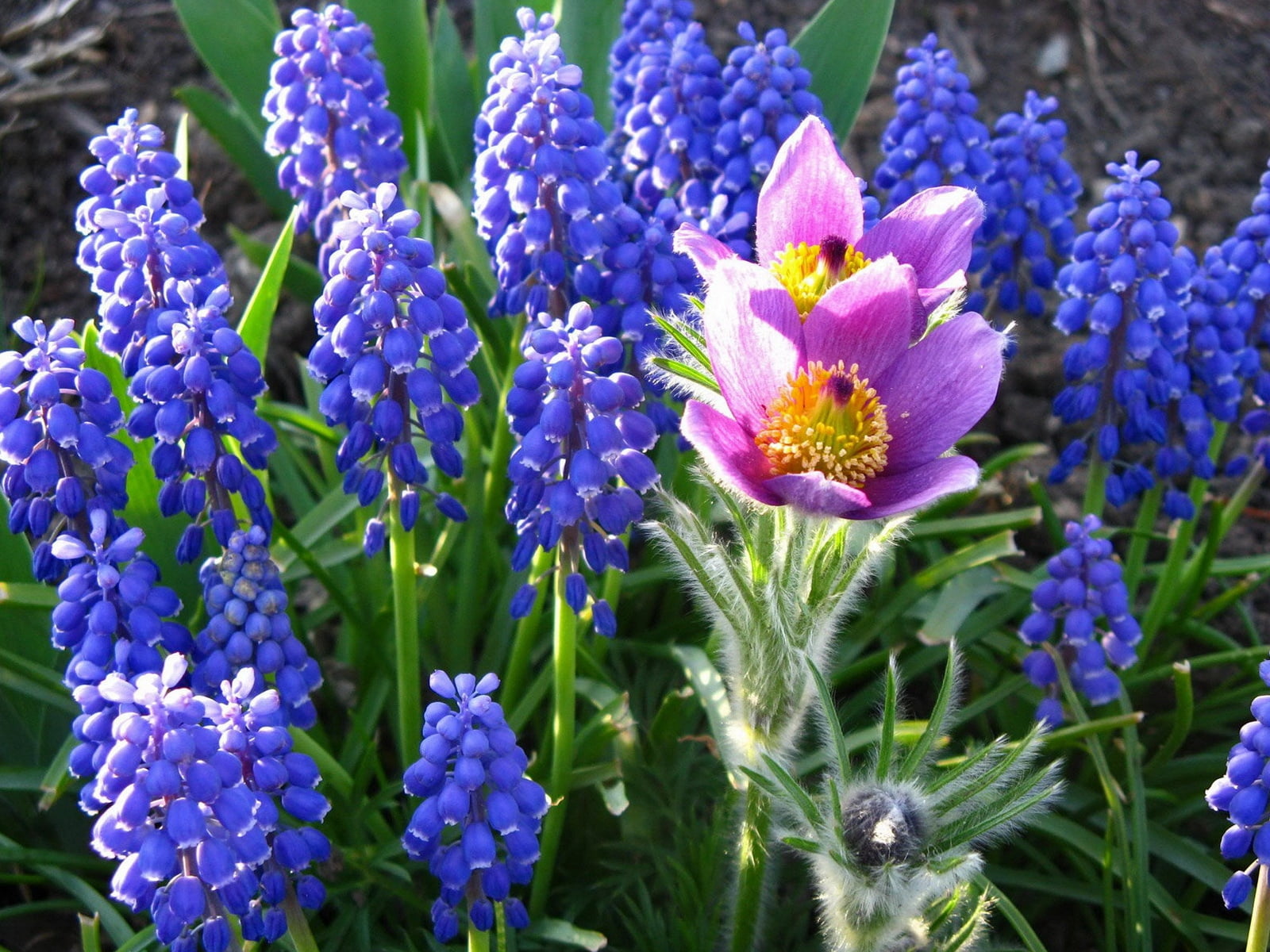 softness, colors, vibrant Color, hyacinth, 720P, no People, backgrounds, bunch of flowers, blossom, flower Head, agriculture, nature, freshness, vulnerability, HD Wallpaper