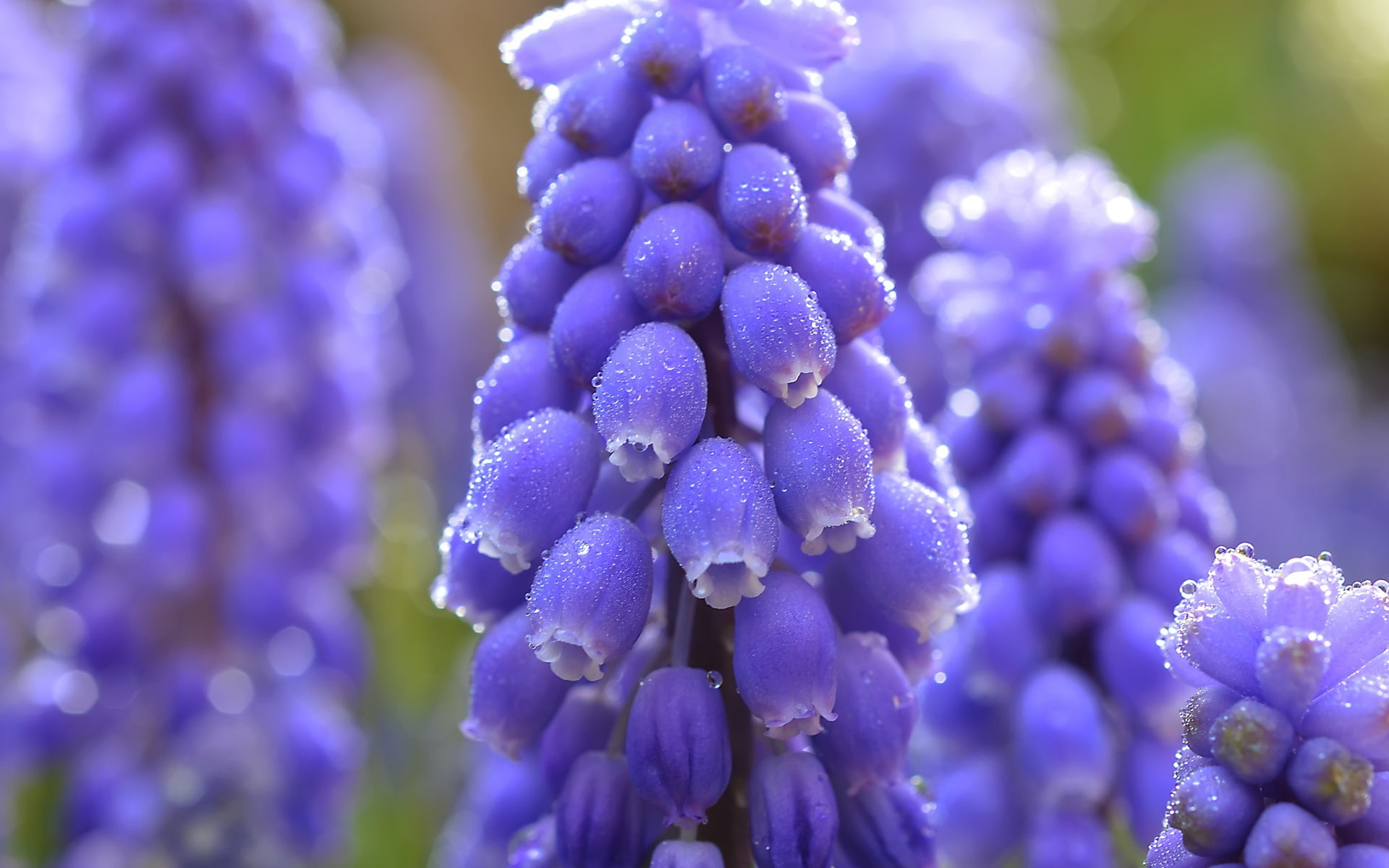 Drops, Blue, Macro, Water, Muscari, Photography, Flowers, 1080P, HD Wallpaper
