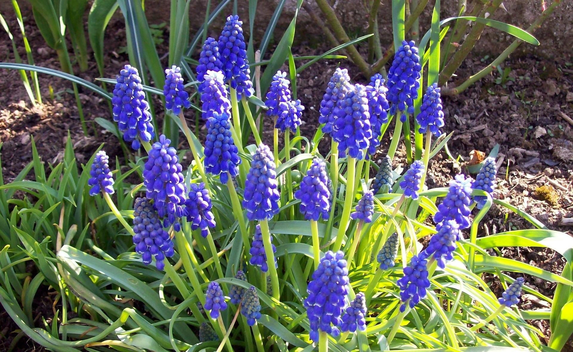 day, soil, petal, flowerbed, blue, springtime, meadow, violet, flower, leaf, bluebell, summer, grape Hyacinth, sun, nature, multi Colored, field, no people, HD Wallpaper