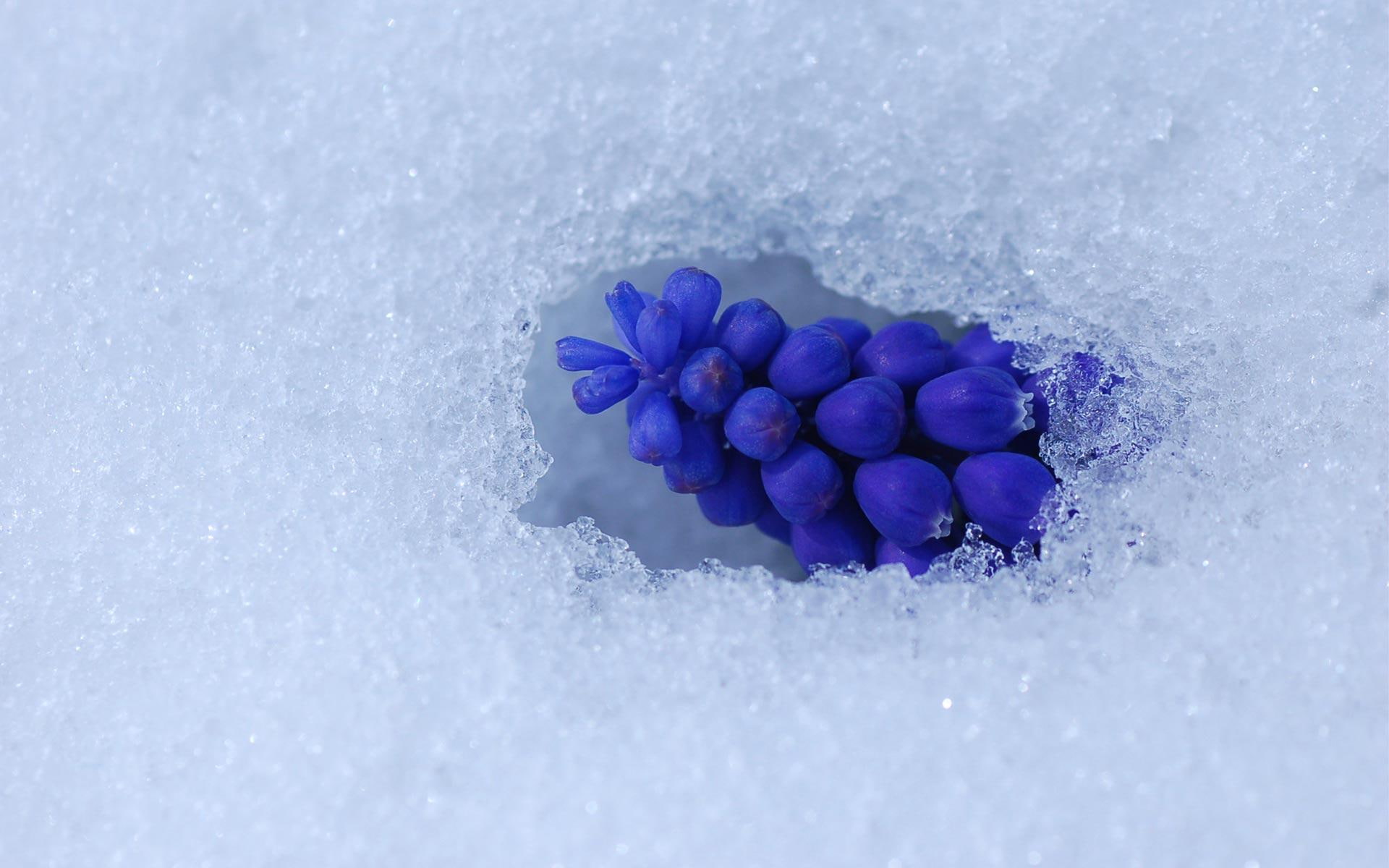 1080P, nature and landscapes, winter, snow, muscari, grapes, HD Wallpaper