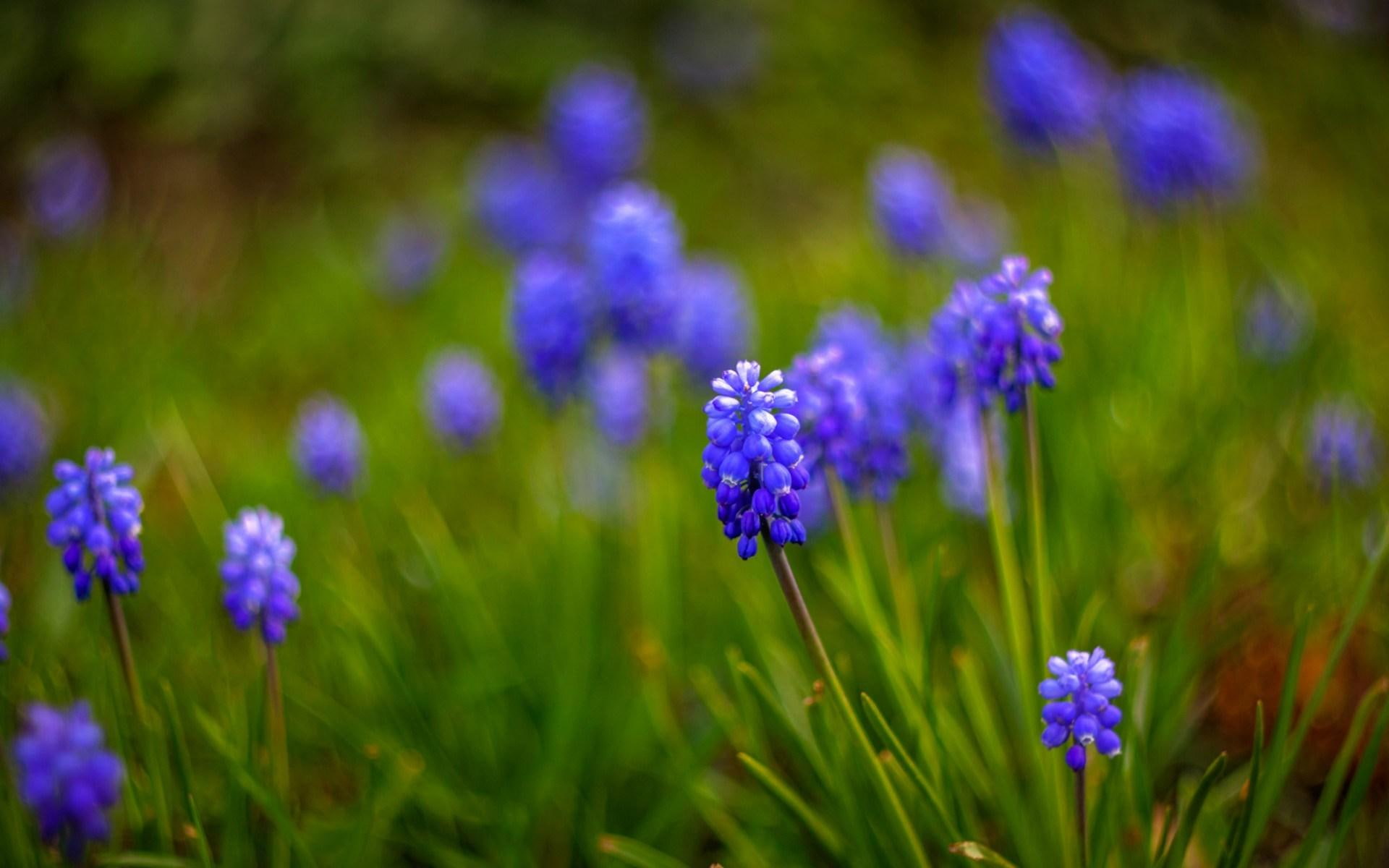 1080P, flower, petal, muscari, purple, nature, flowers, HD Wallpaper