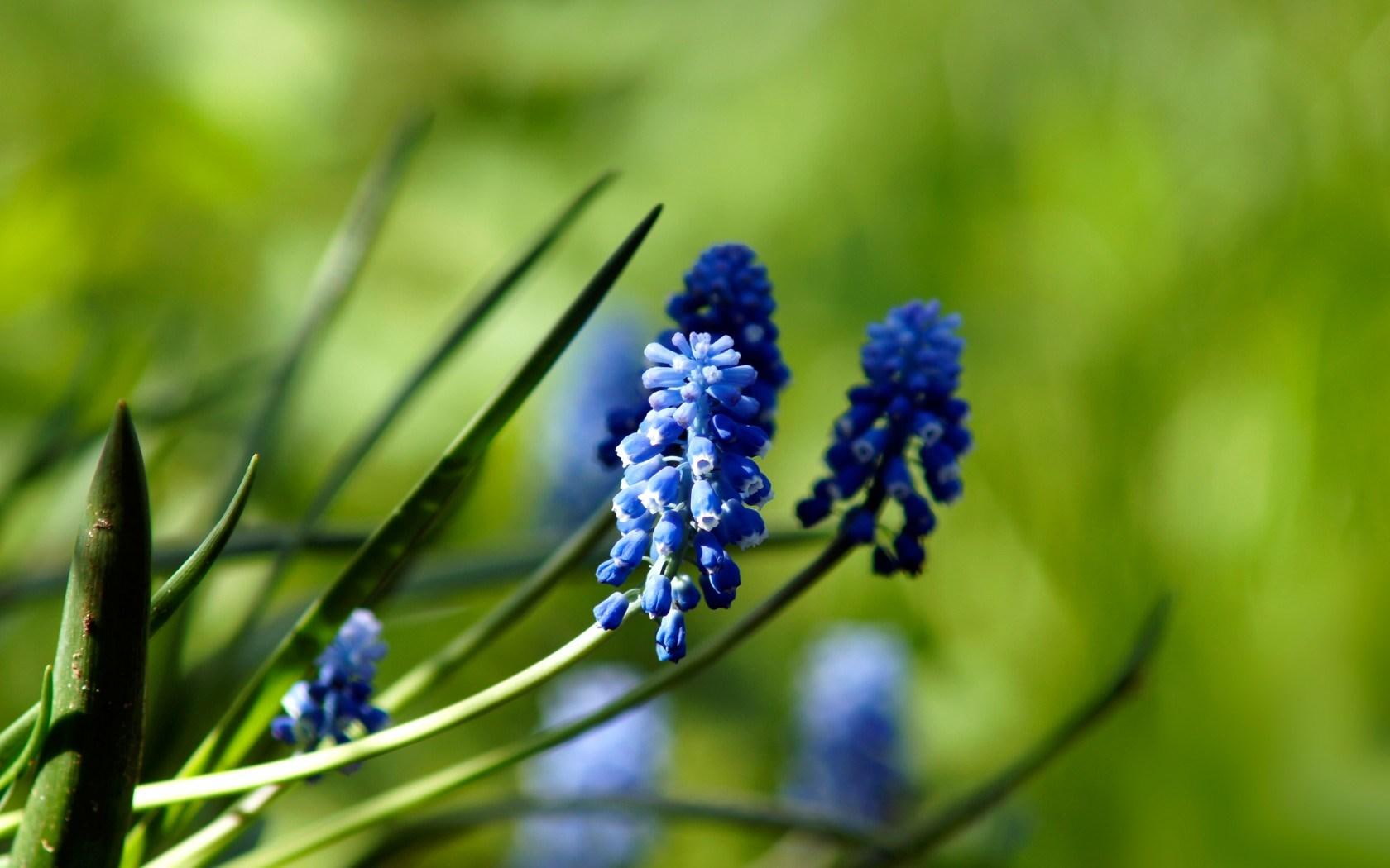 720P, nature, muscari, flowers, blue, hyacinth, grape, HD Wallpaper