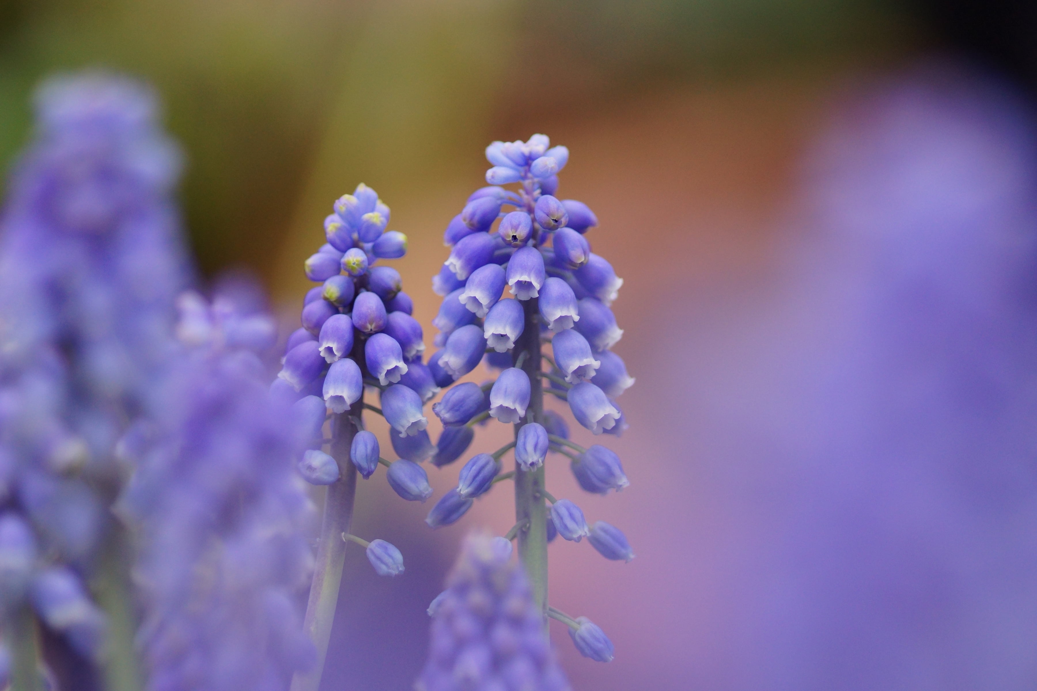lilac, blossom, flower Head, no People, outdoors, flowers, botany, freshness, formal Garden, 2K, petal, beauty In Nature, macro, nature, hyacinth, flowering plant, HD Wallpaper