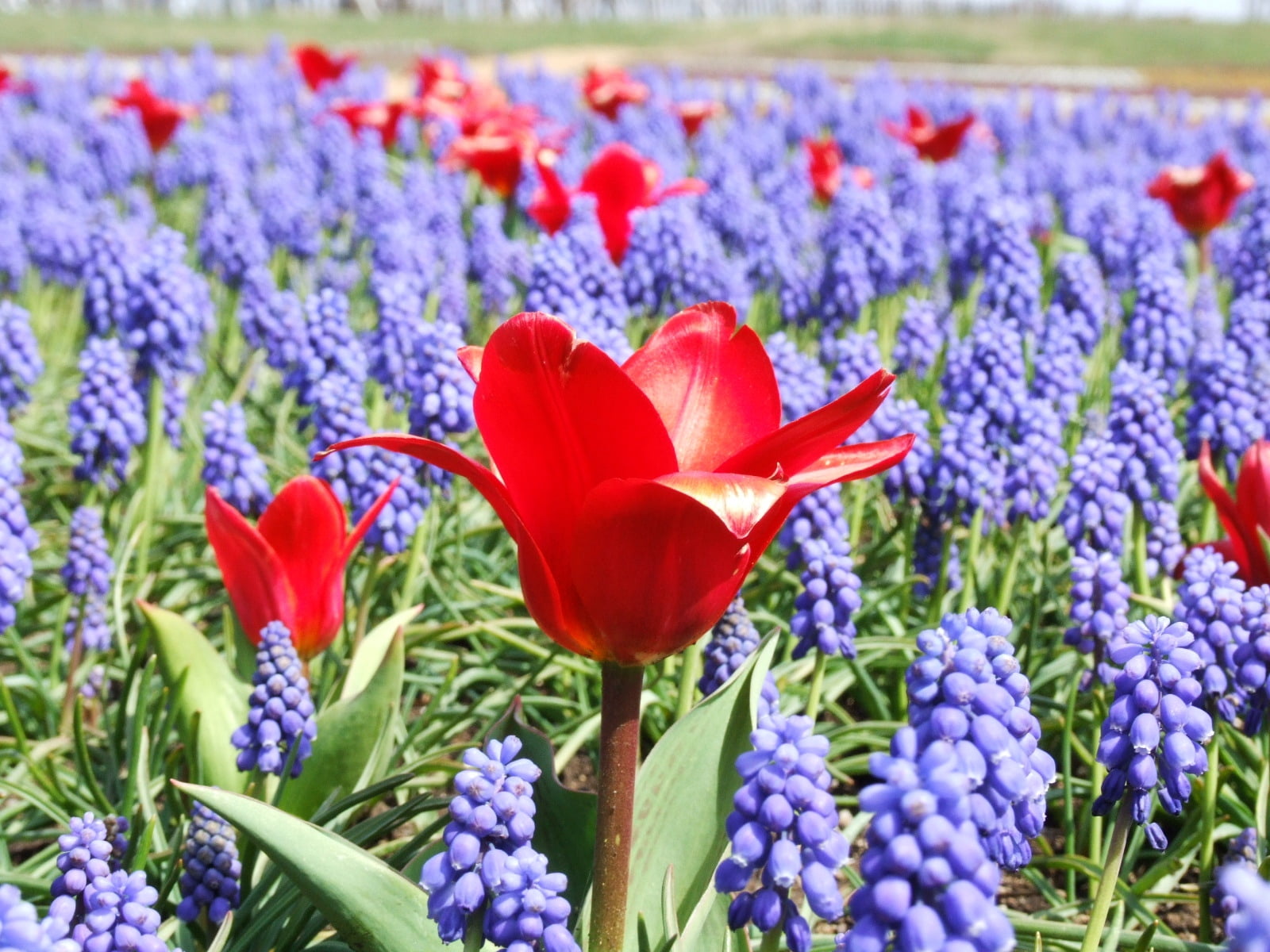 crocus, freshness, 720P, tulips, flowerbed, flowers, plant, vulnerability, beauty in nature, nature, red, ornamental garden, outdoors, muscari, springtime, HD Wallpaper